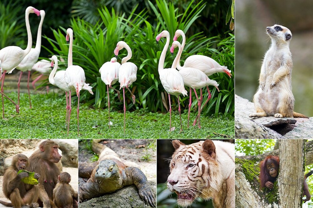 Фото Holiday Inn Singapore Orchard City Centre, an Ihg Hotel