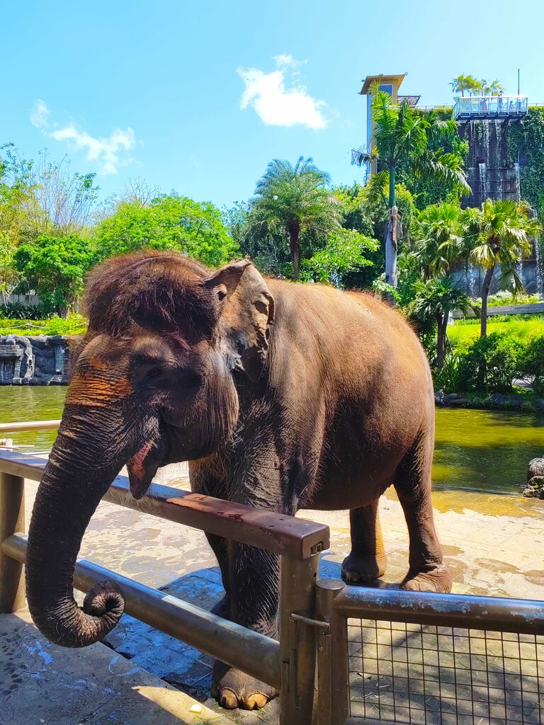 Zoo Bali Zoo, Bali, photo