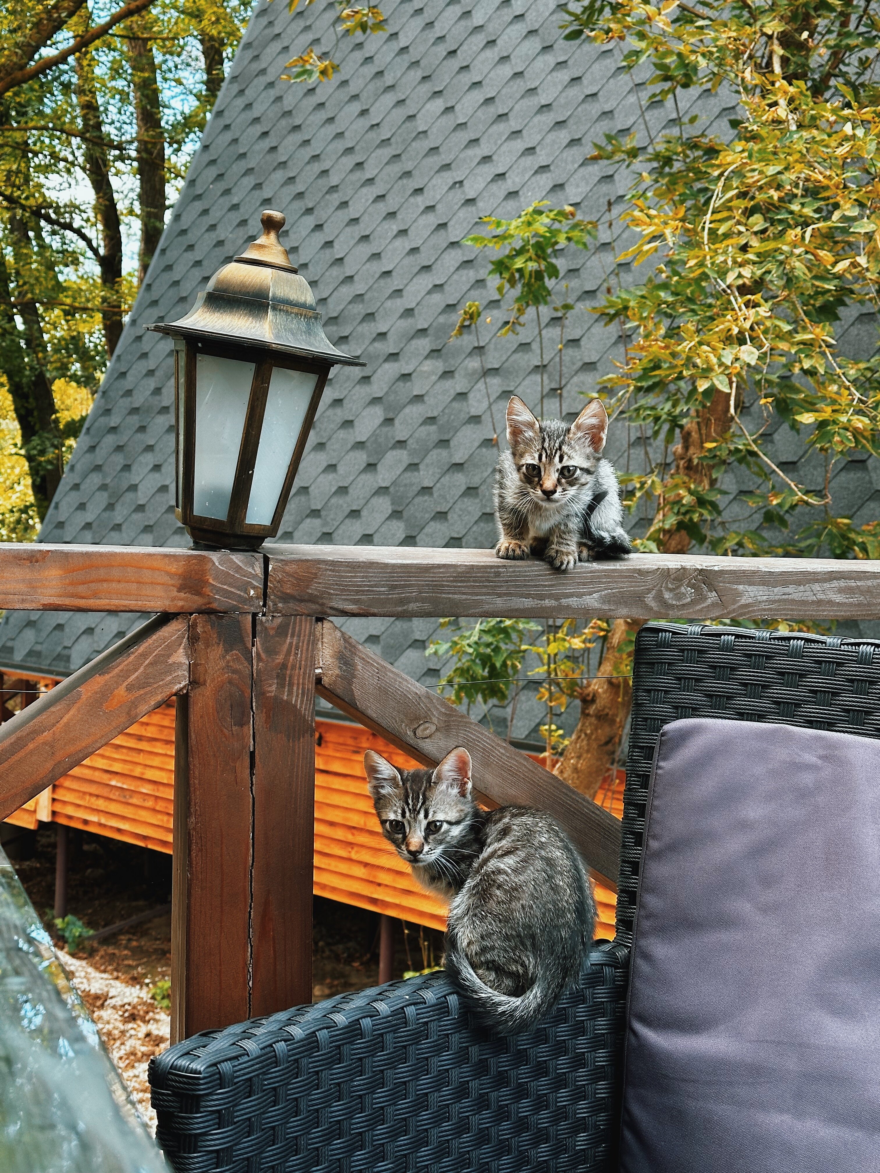 Фото Богатый лес