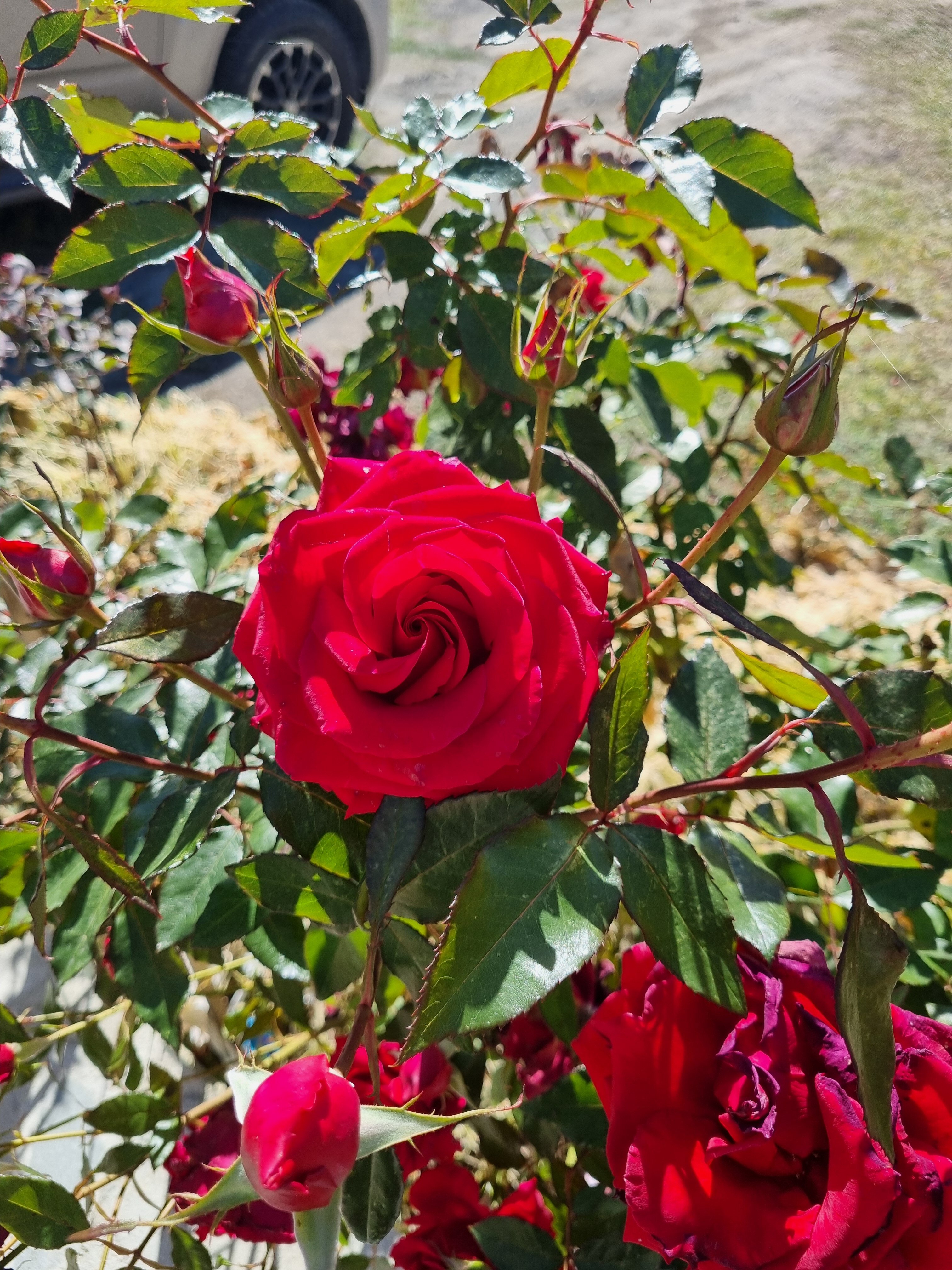 Фото Отдых в горах Безенги