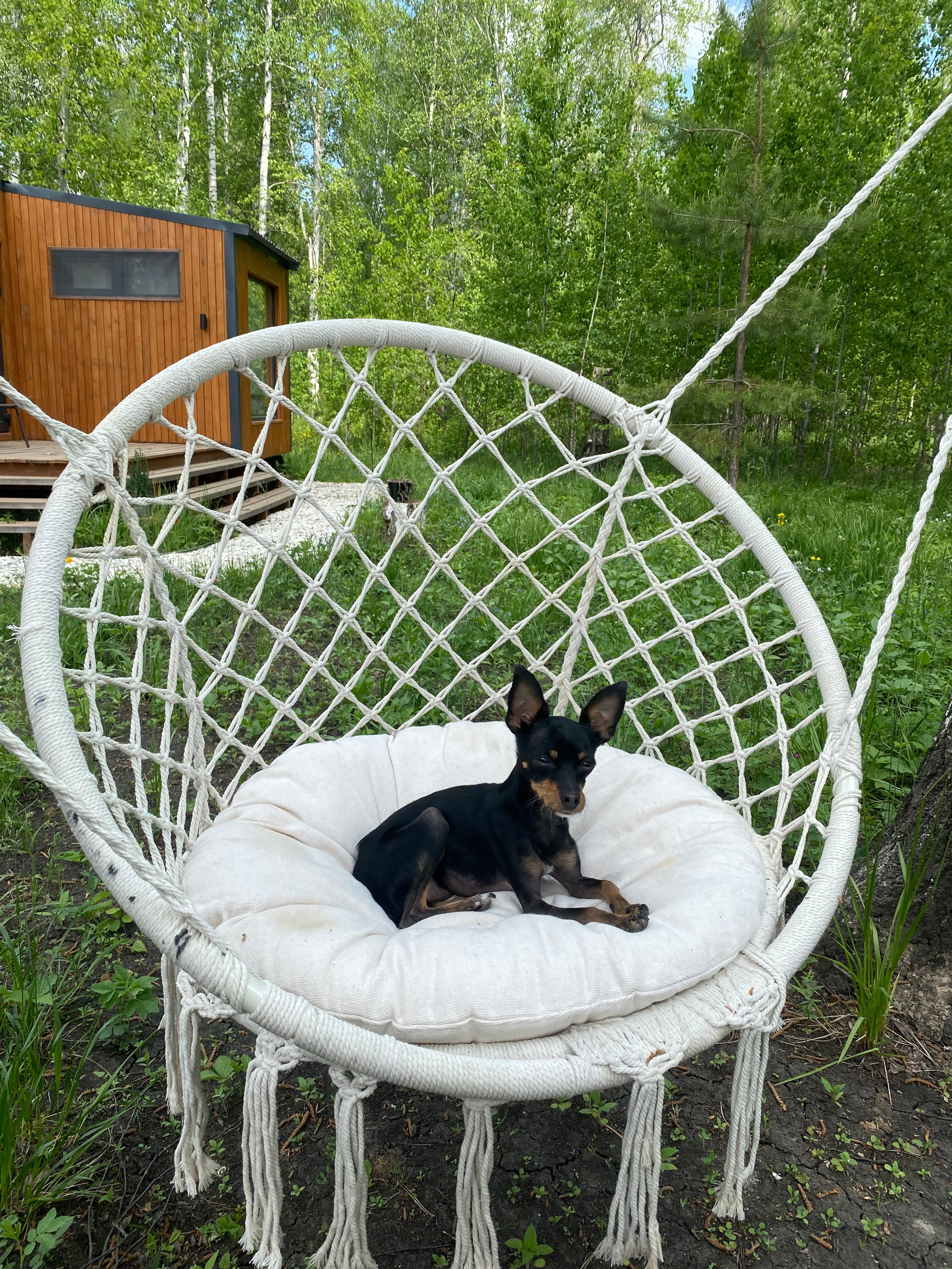 Фото Тихий Кот