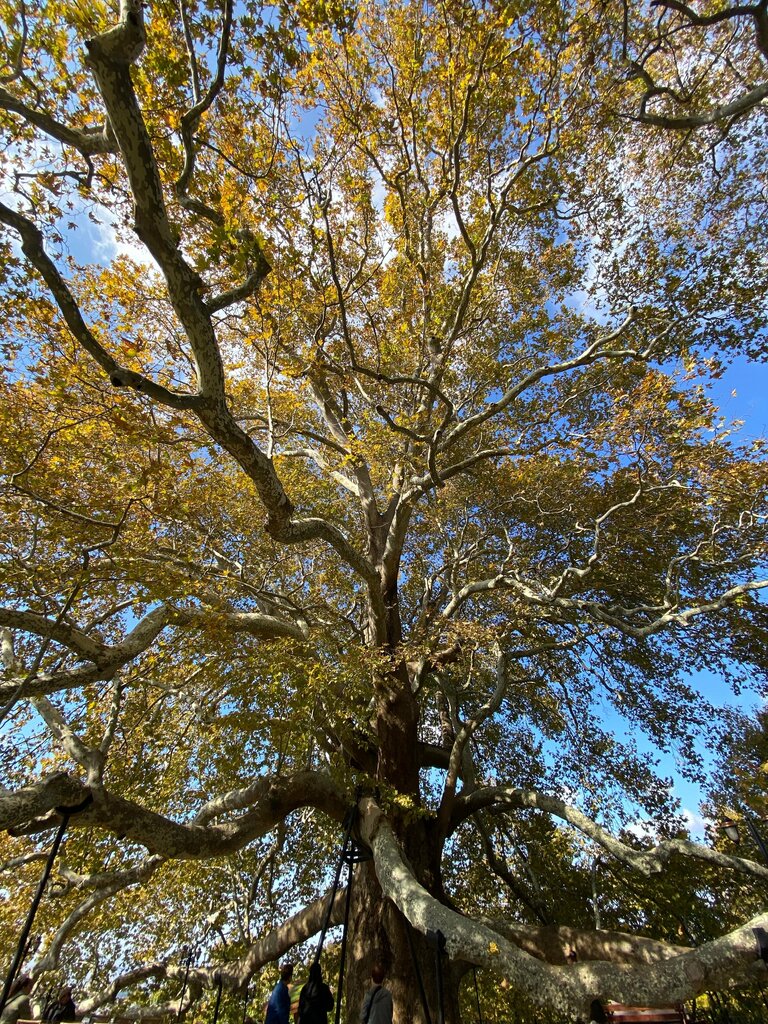 Landmark, attraction Inkaya Historical Plane Tree, Bursa, photo