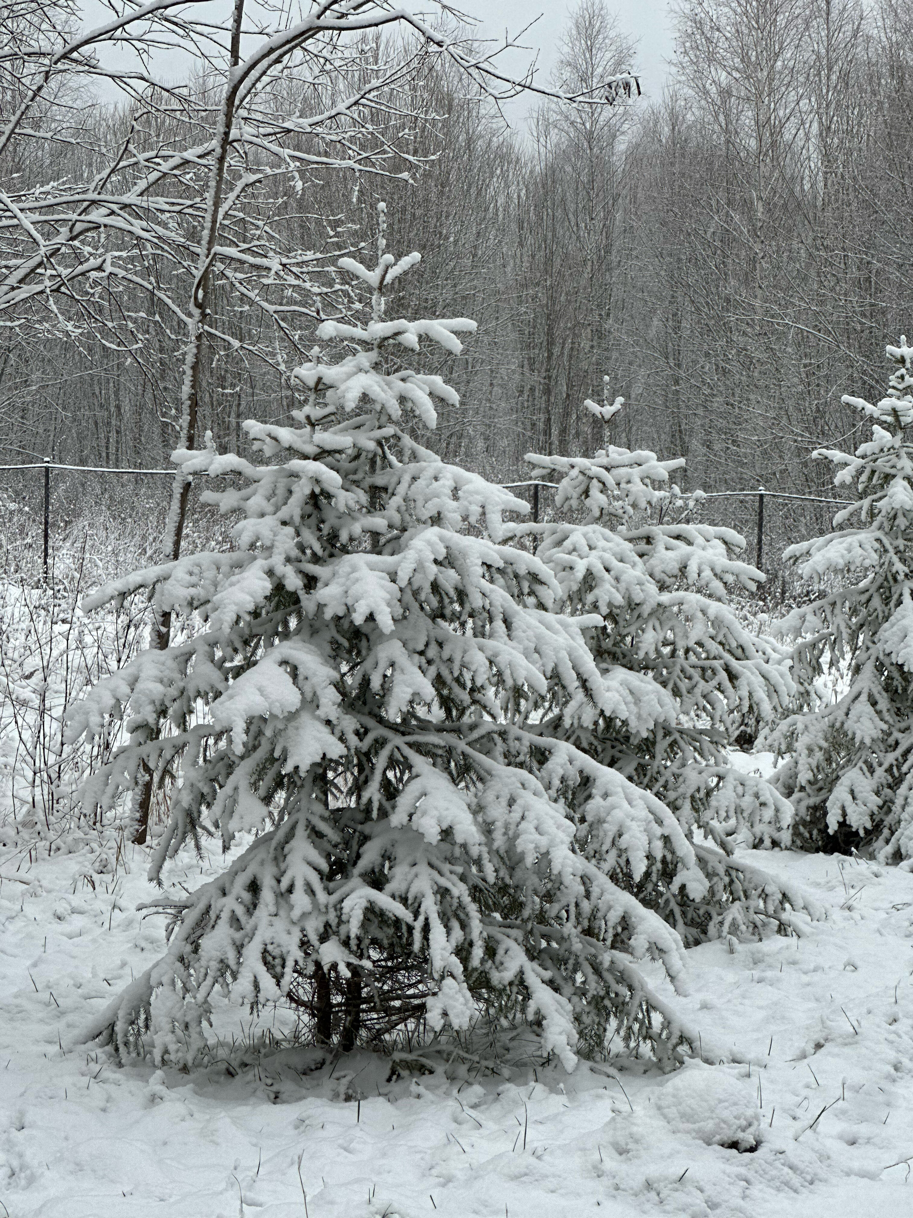 Фото Парк Север