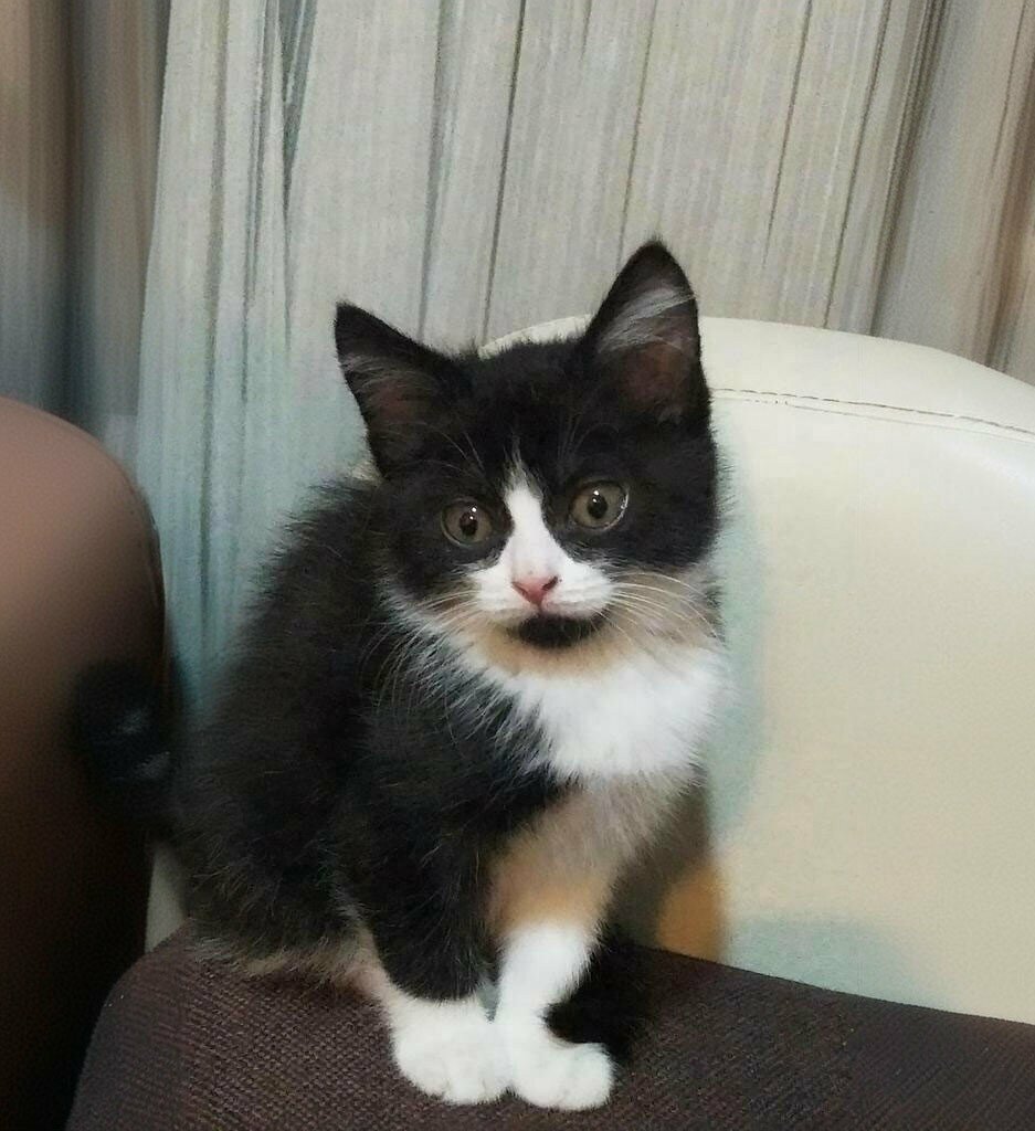 Veterinary clinic Patice Veterinary Clinic - Nevsehir Veterinary, Nevsehir, photo