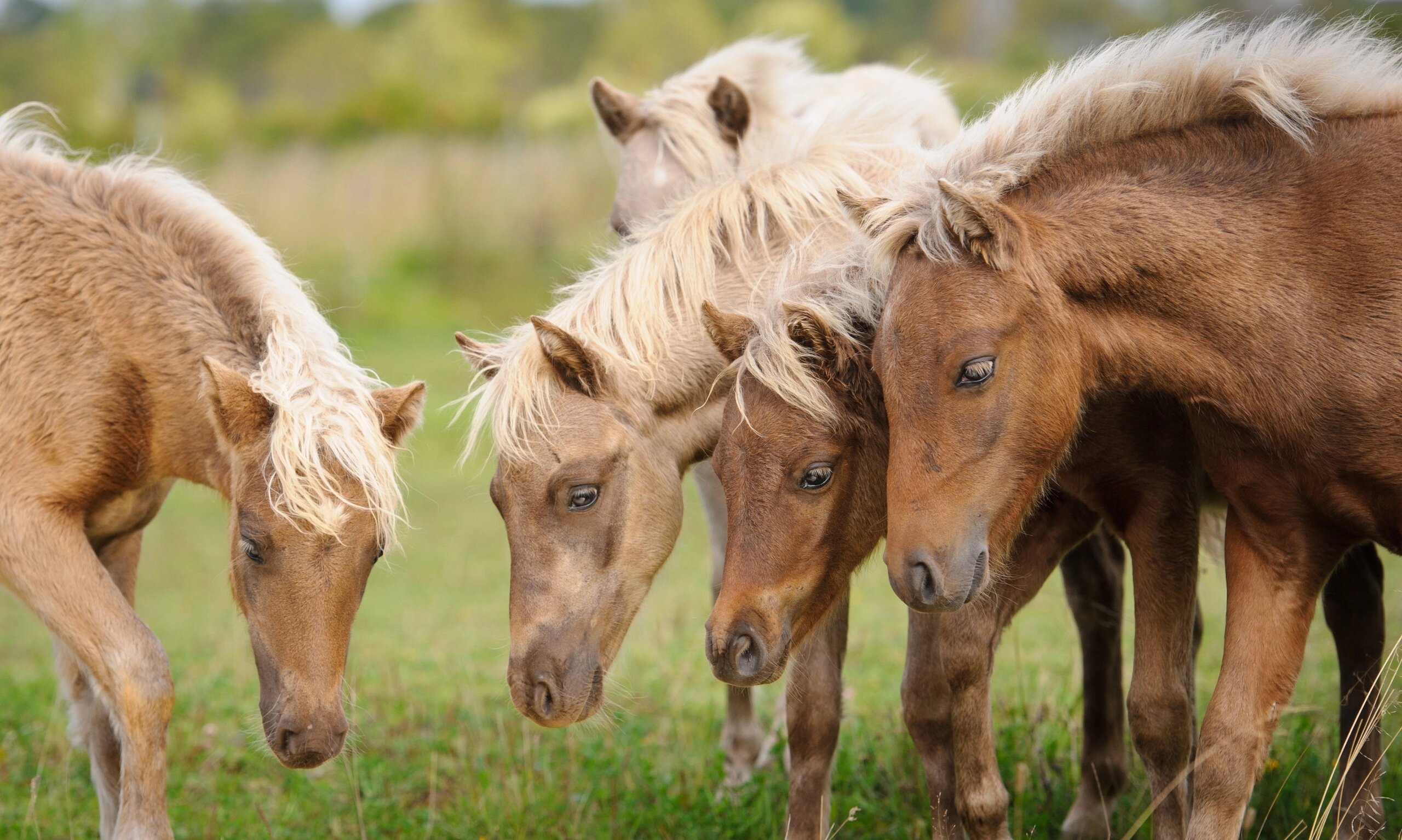 Фото Клубный дом Завидово