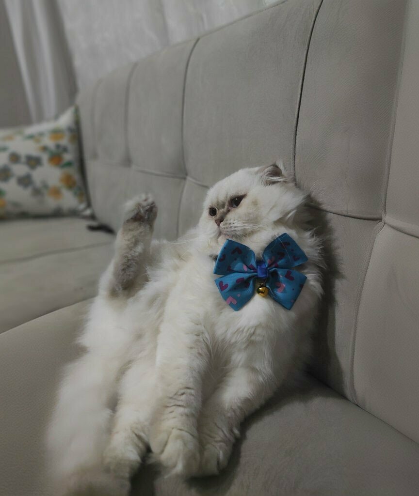 Pet shop Bergama Petshop, Bergama, photo