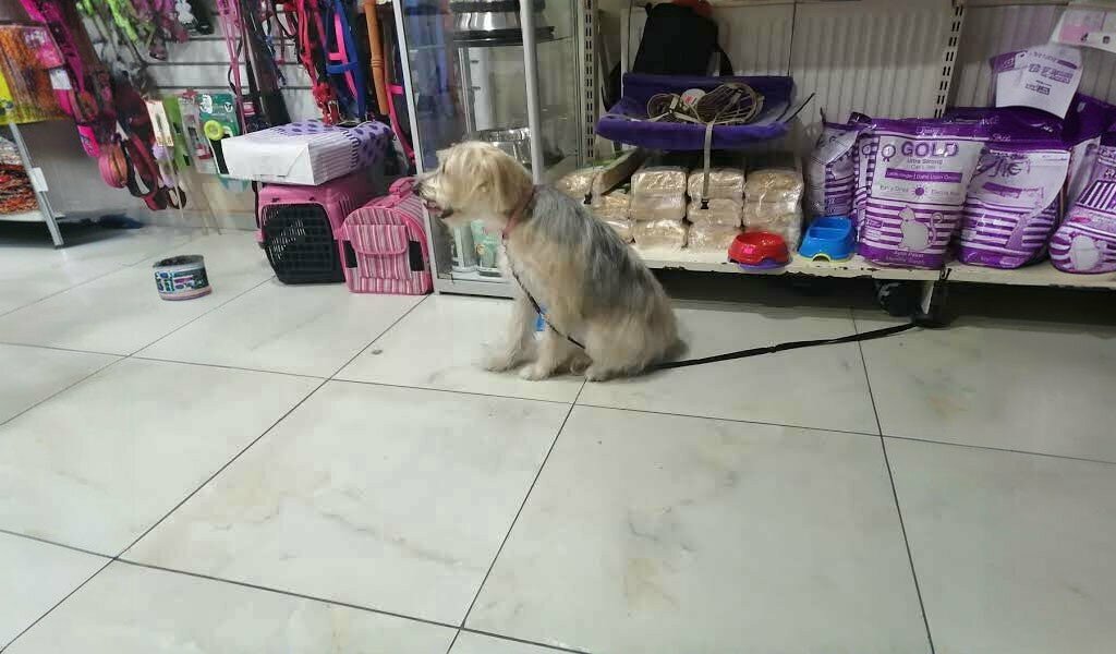 Pet salon Bay Tuna Pet Kuaför, Istanbul, photo