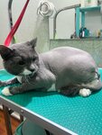 ЗооШик (Sverdlova Street, 80), pet salon