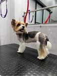 Caramel'ka Groom (800-letiya Moskvy Street, 32) ، صالون حيوانات أليفة