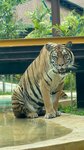 Tiger Park (Mueang Phuket, Chalong), animal cage