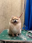 Свой грумер (Khabarovskaya Street, 2), salón de mascota, peluquería de animales