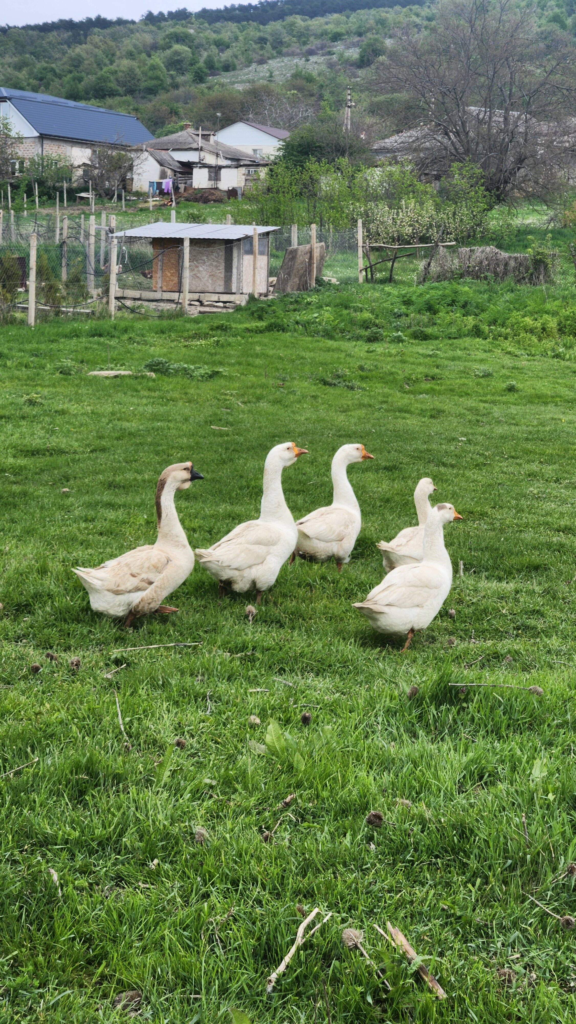 Фото Зарянка