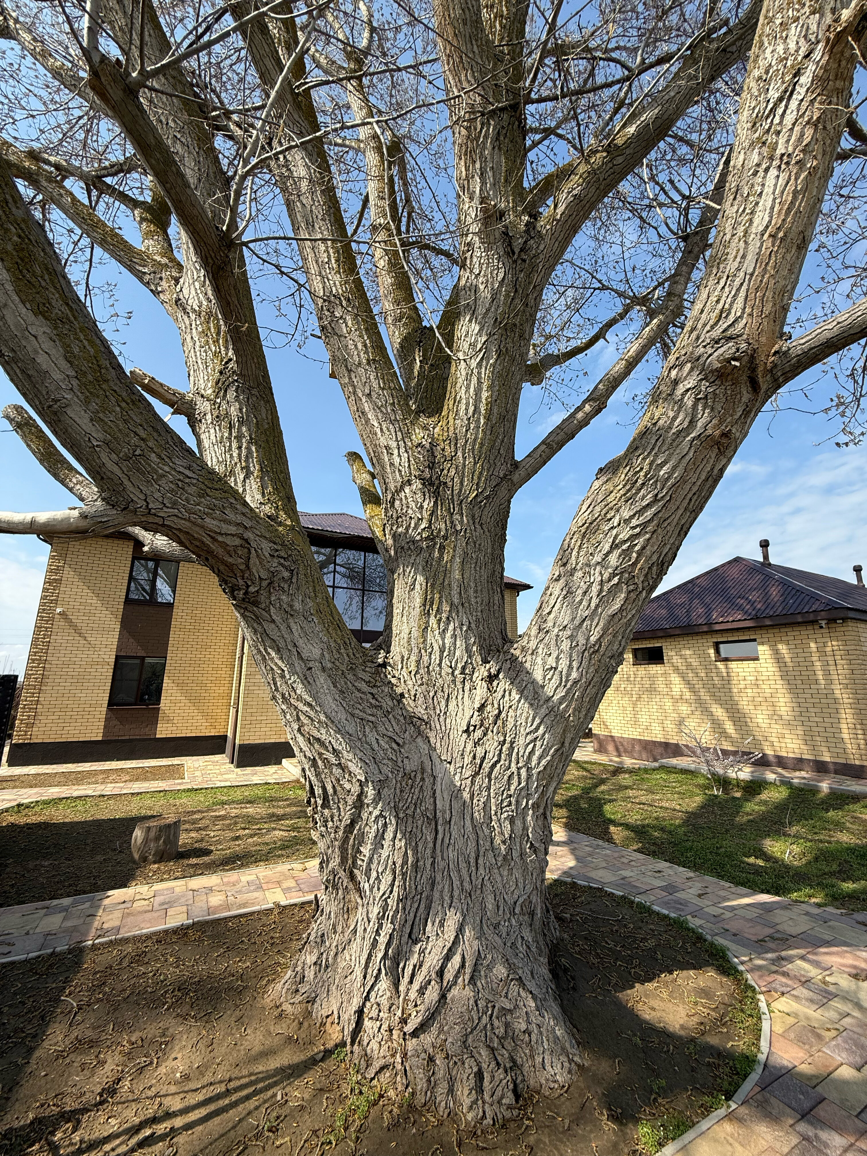 Фото Тополь - Эм