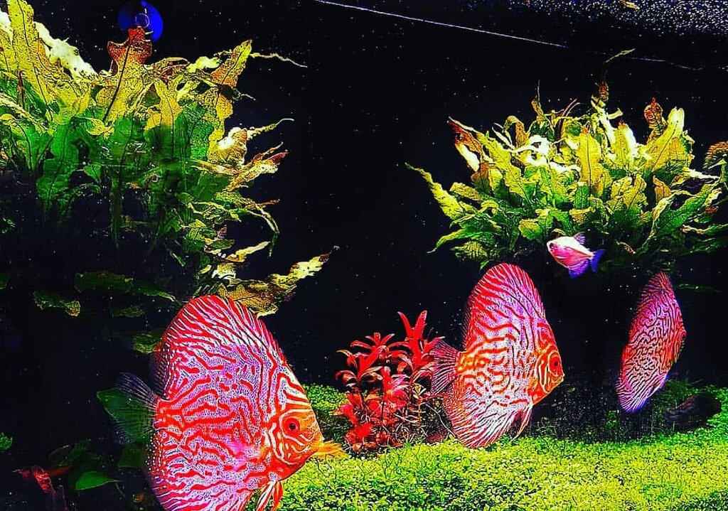 Management company Bitkili Akvaryumlar, Adapazari, photo