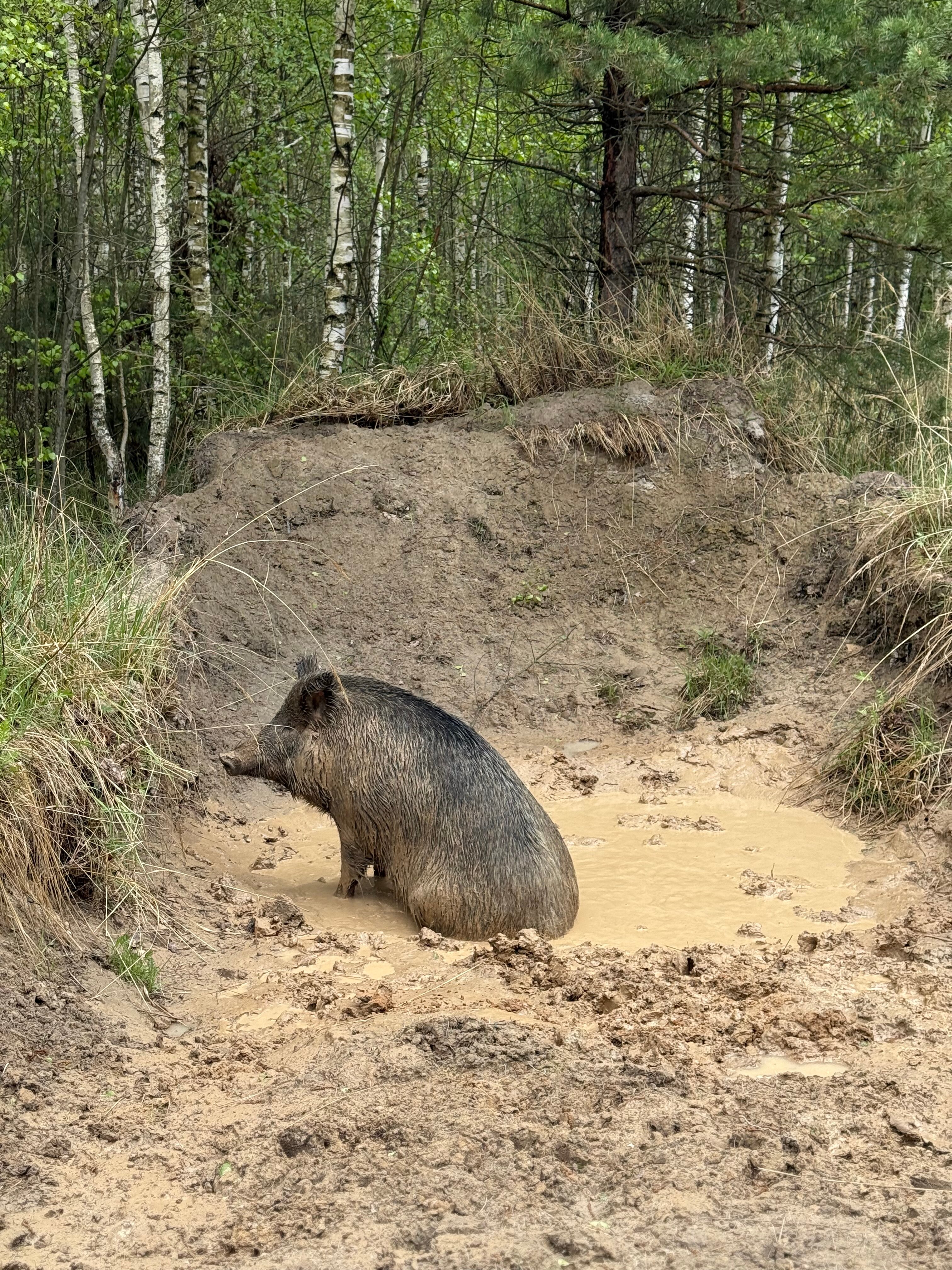 Фото Орехово Лес