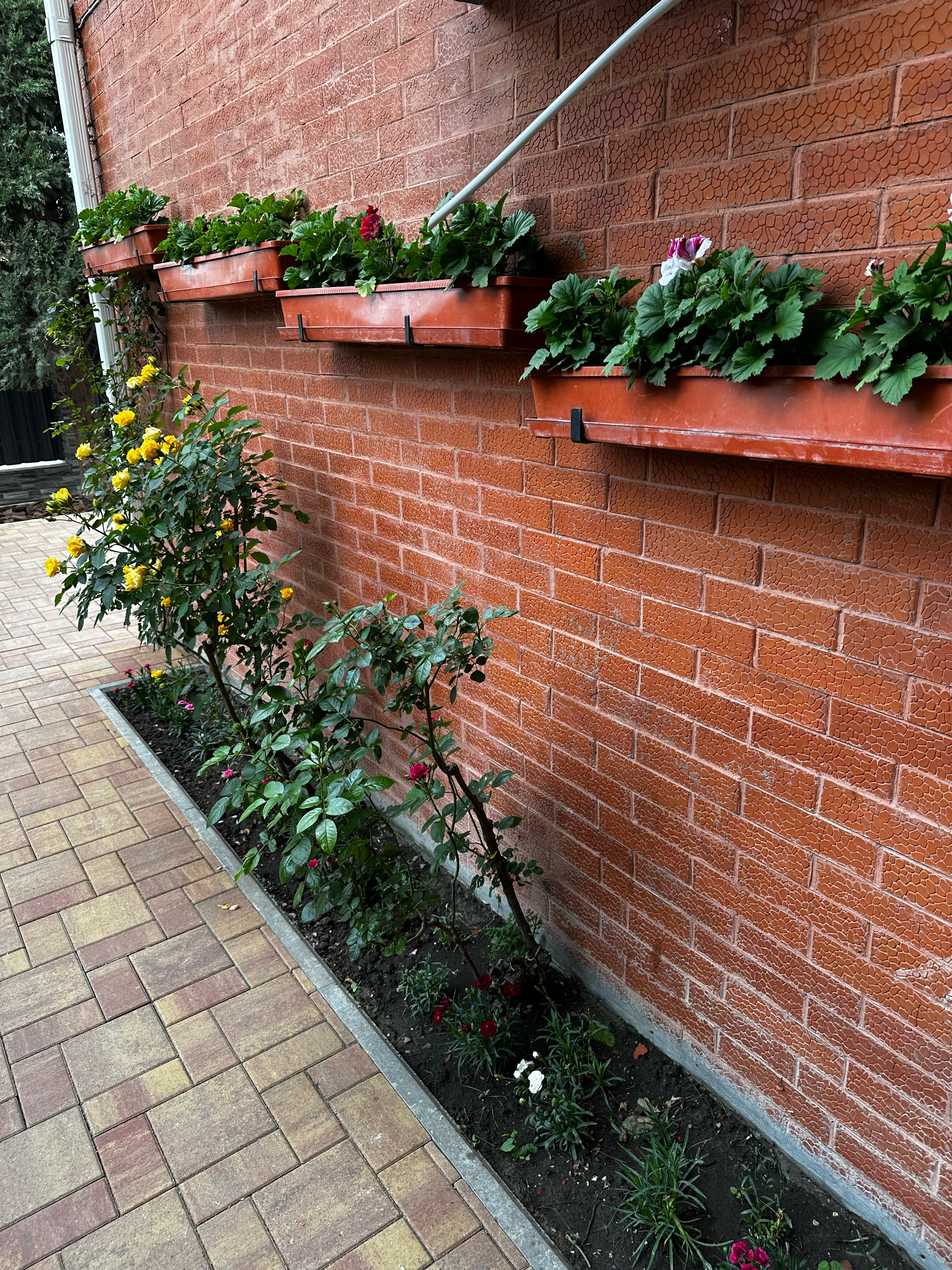 Фото Жемчужина 23