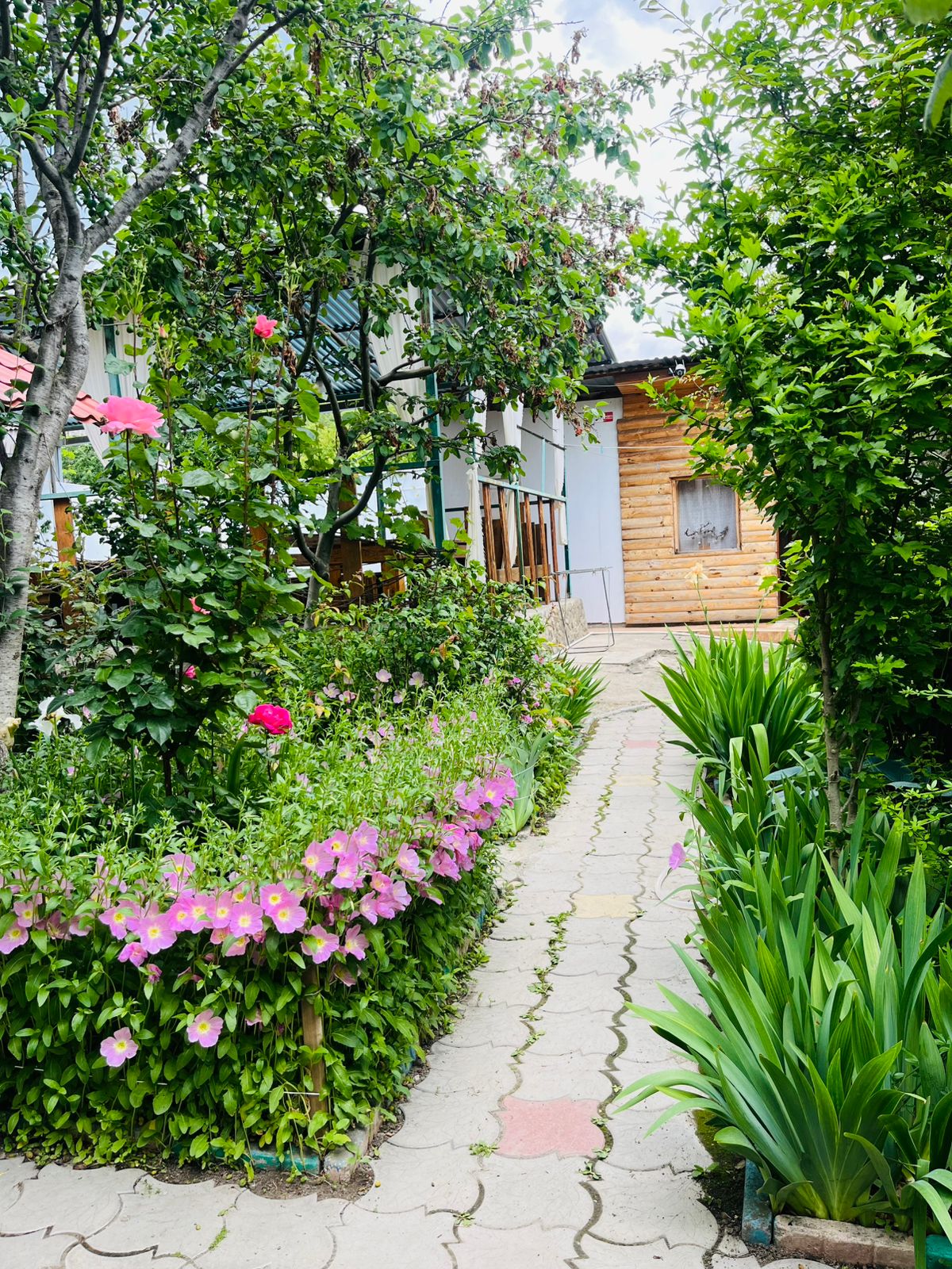 Фото Берёзка