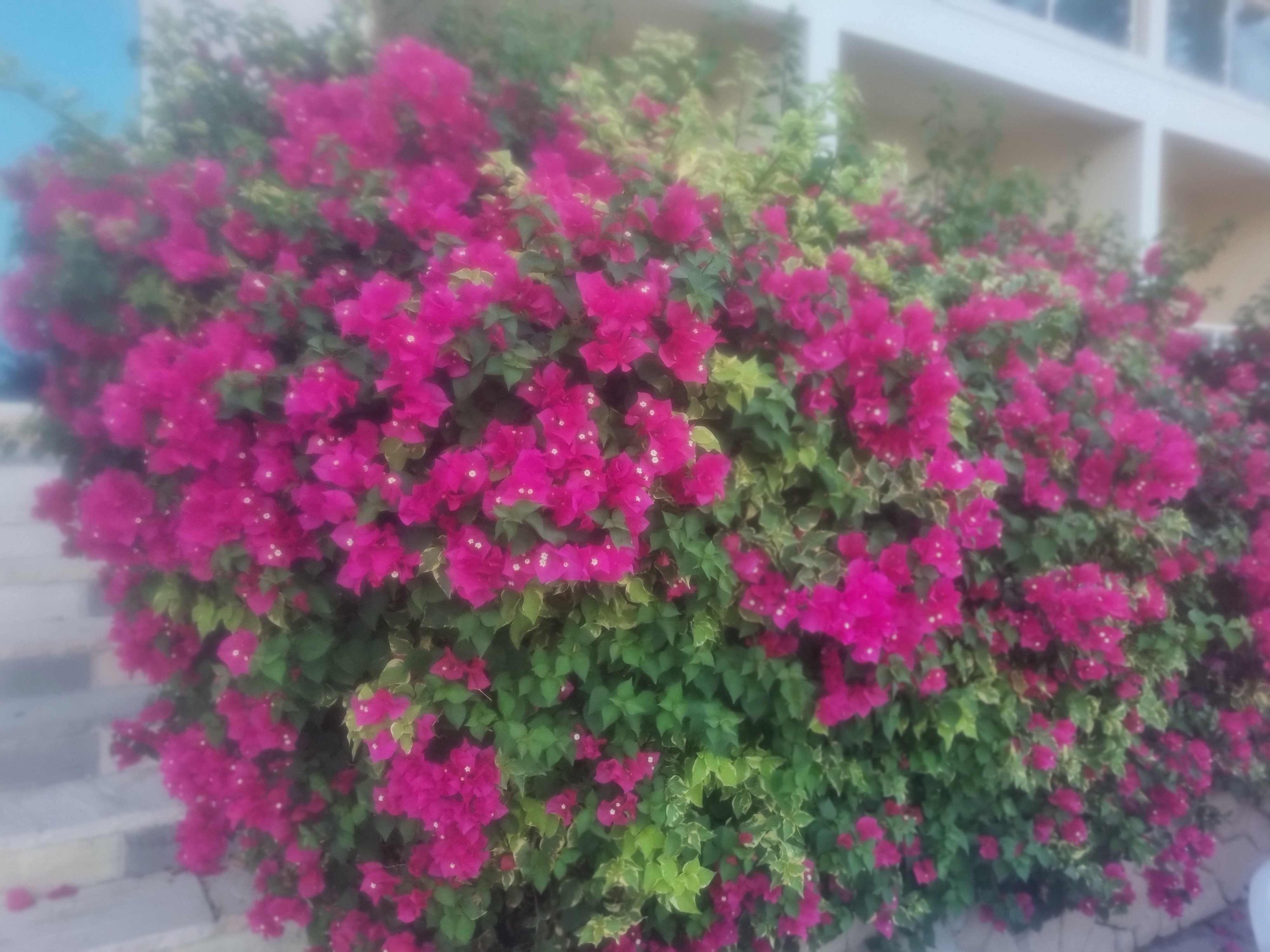 Фото Radisson Blu Resort Fujairah