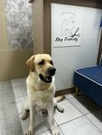 Dog Friendly (Gogolya Street, 43), salón de mascota, peluquería de animales