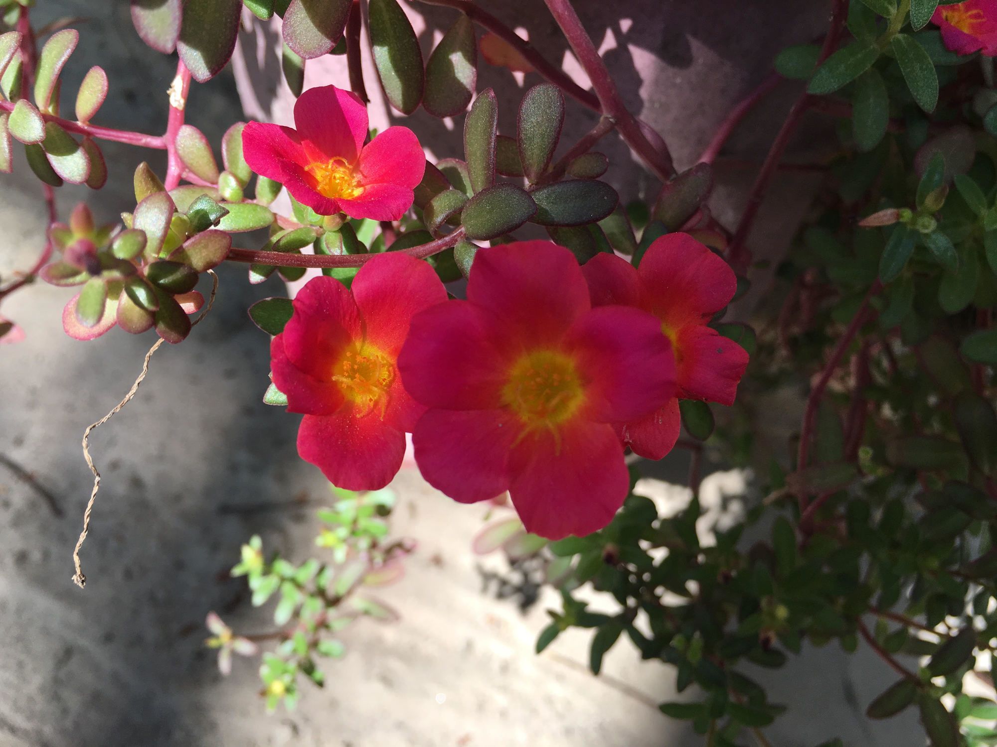 Фото Miss Hong House