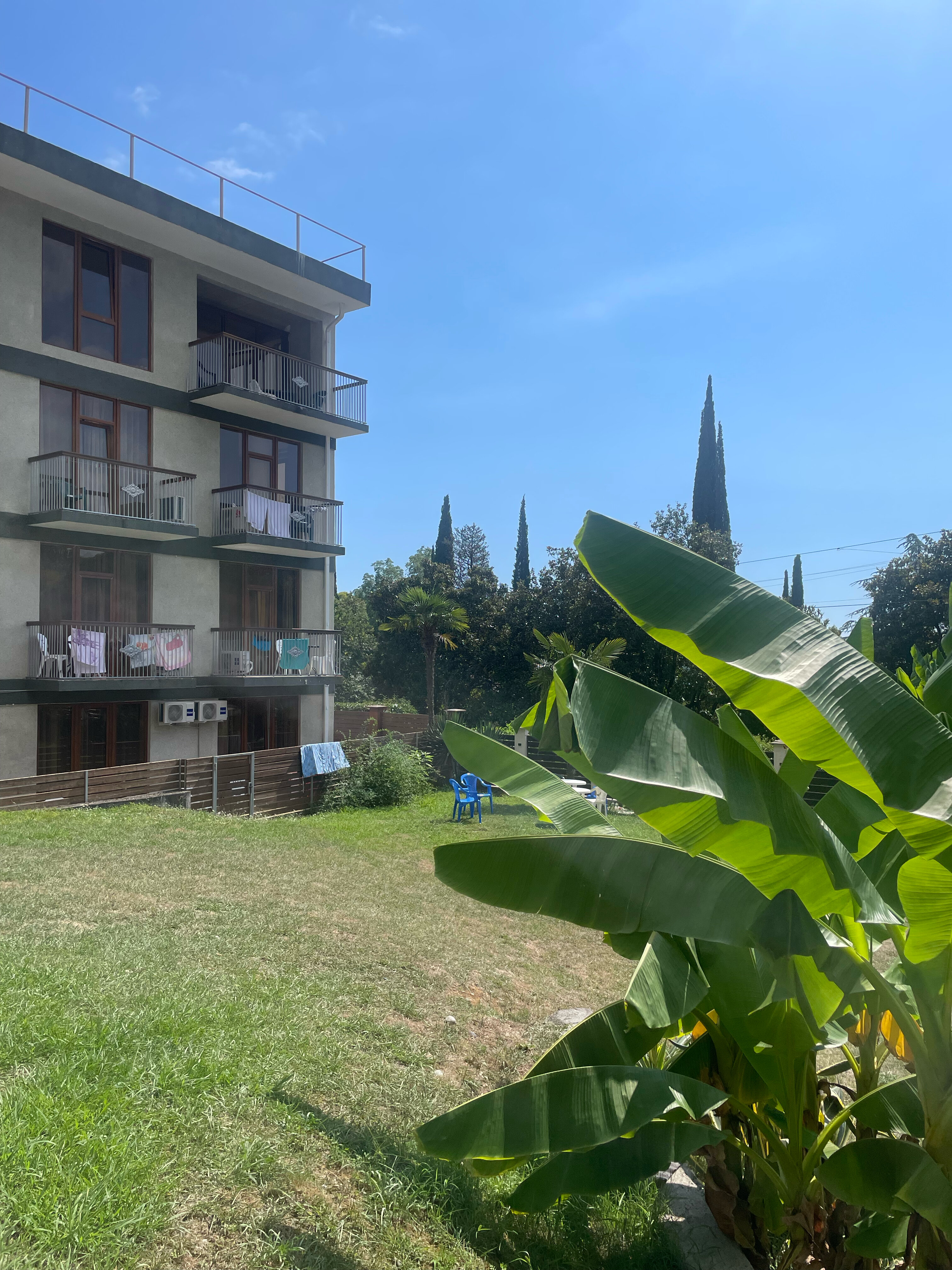 Фото Пальма