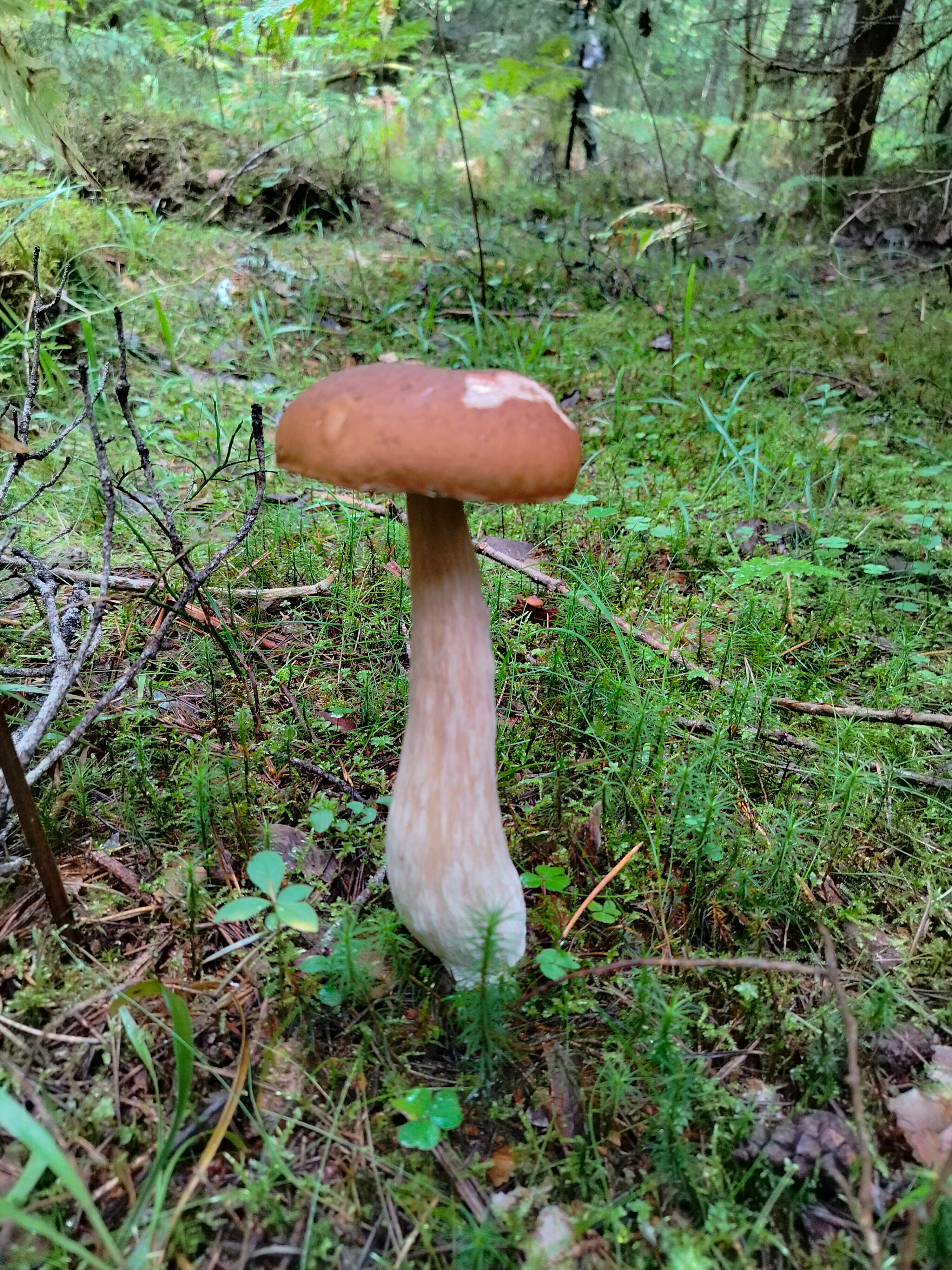 Фото Липпола