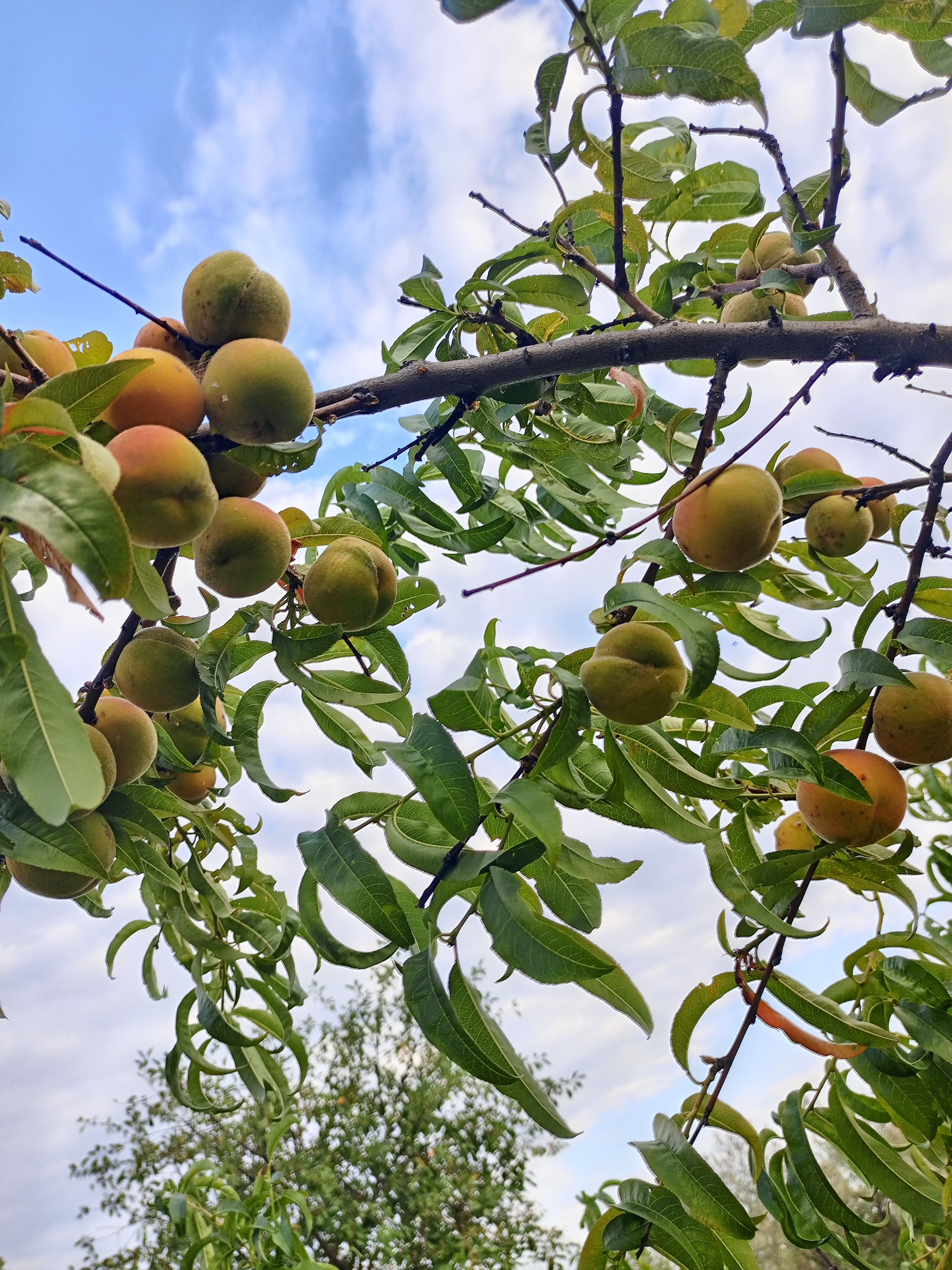 Фото Сиеста