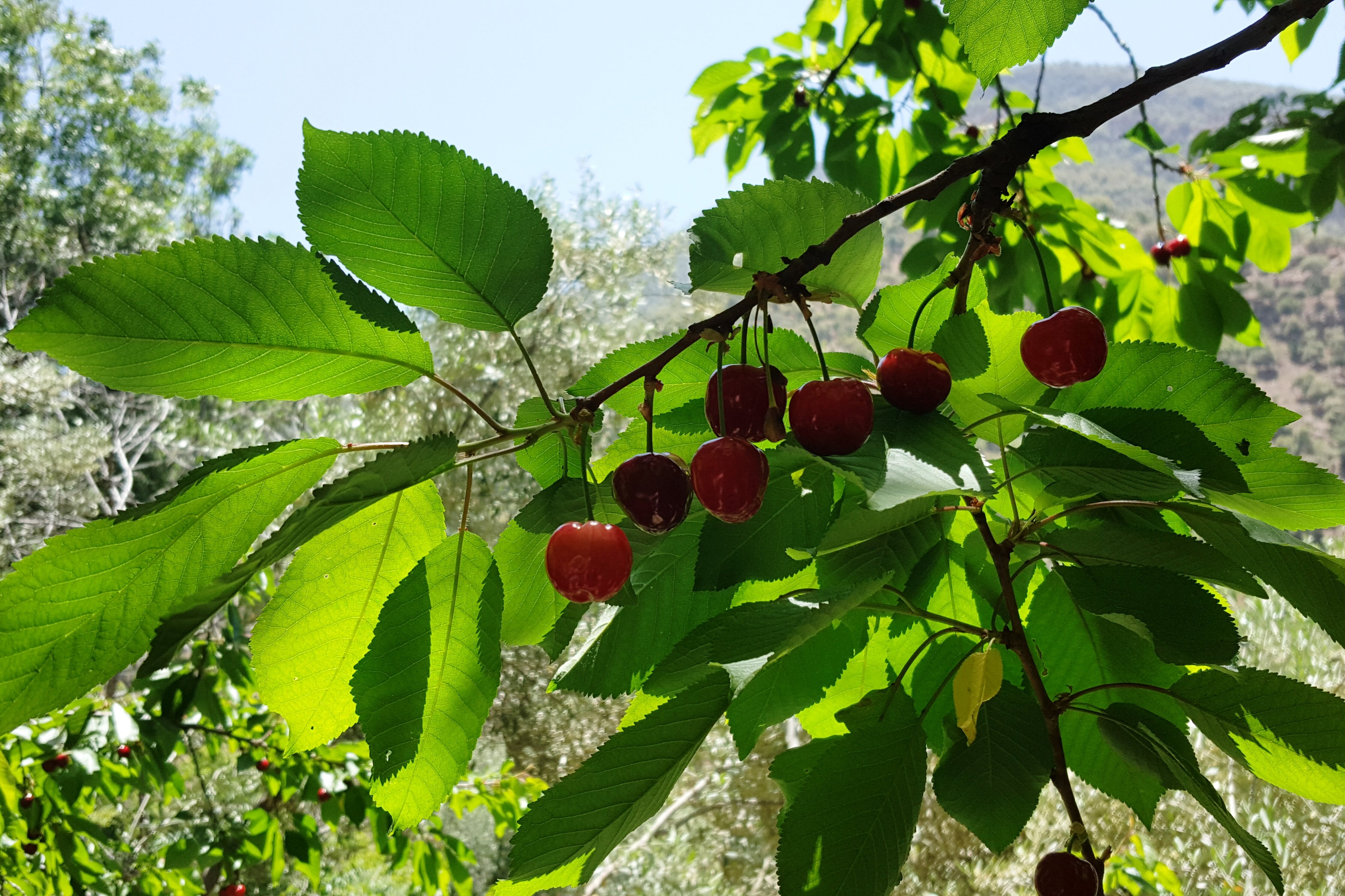 Фото Kasbah Africa