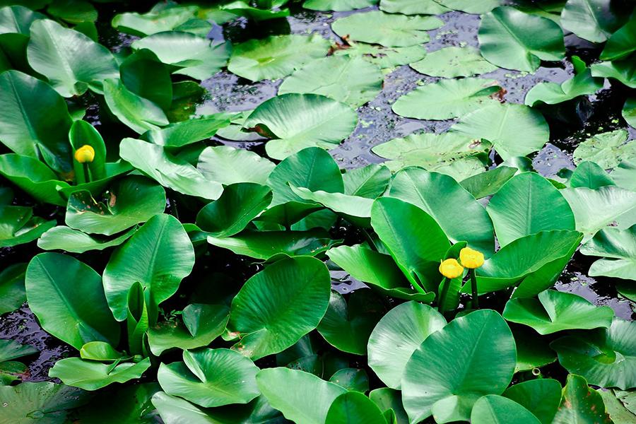 Фото Росинка