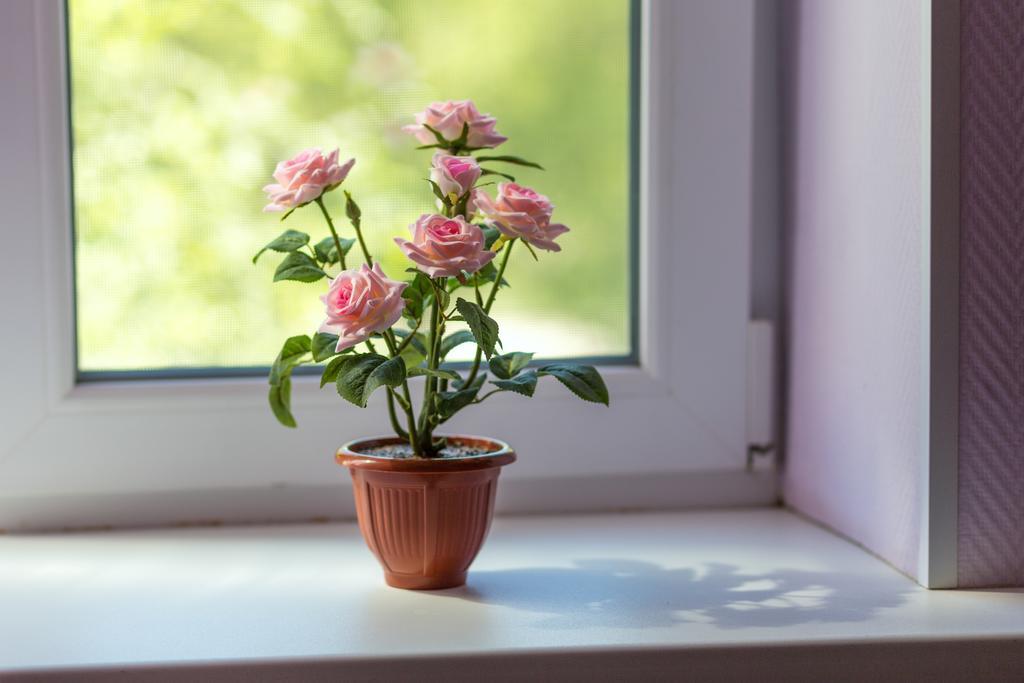 Фото Солнечная