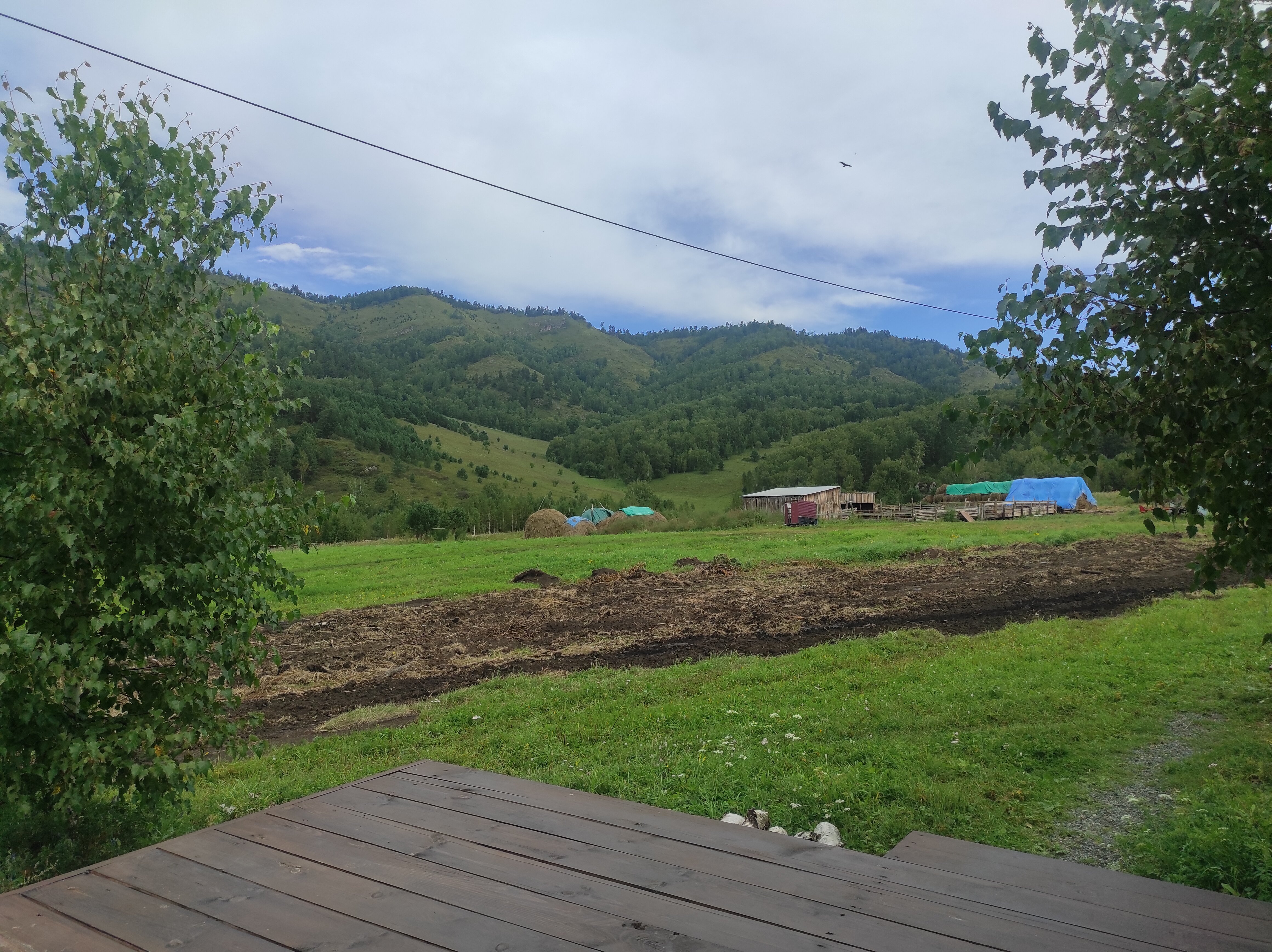 Фото Чайное гнёздышко