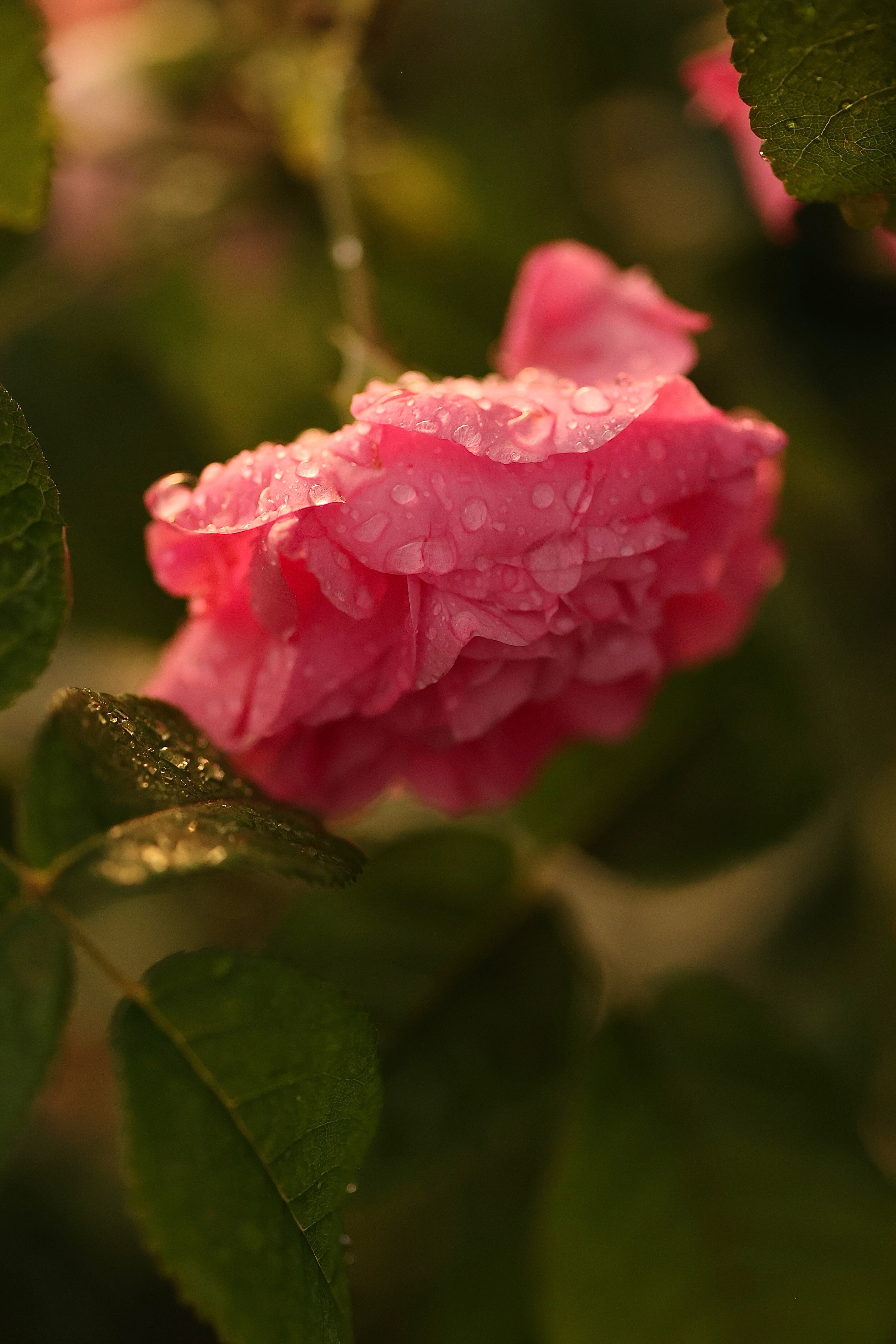 Фото ДомСорок