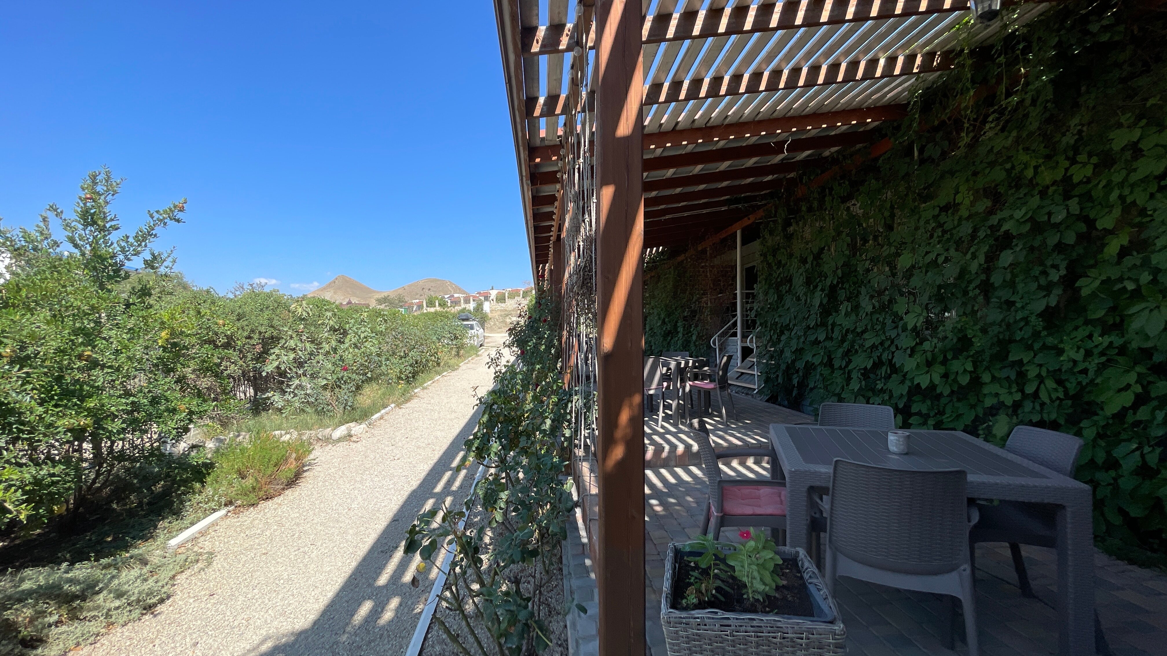 Фото Кактус