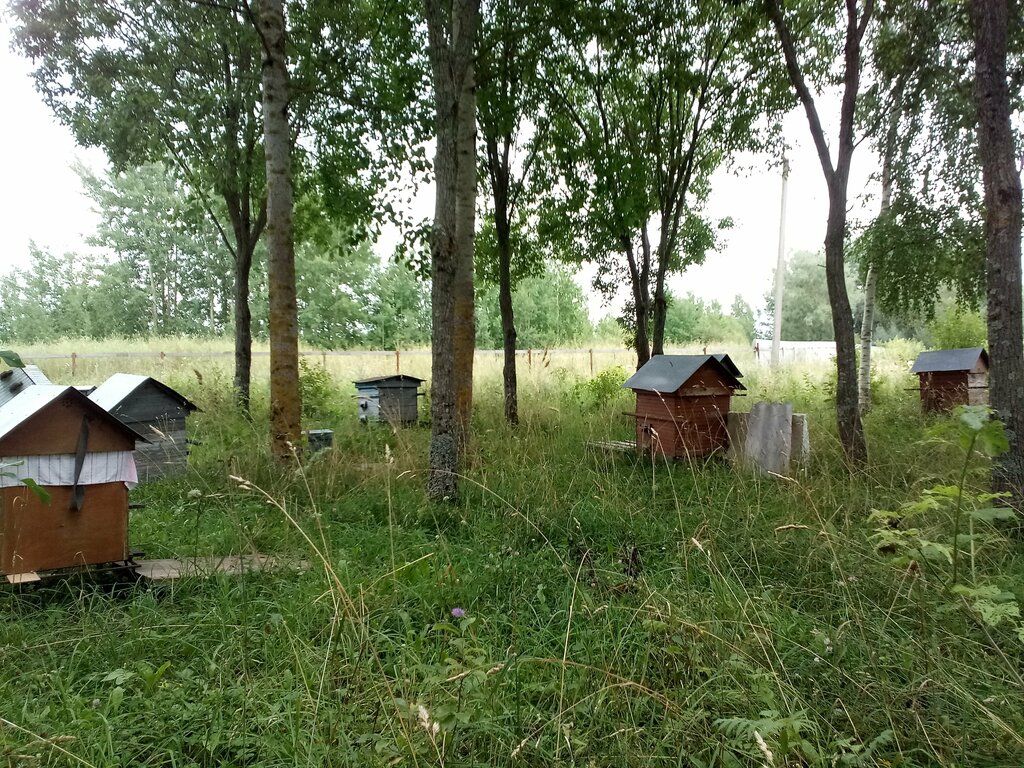 Honey and beekeeping Личное Подсобное Хозяйство Пасека53, Novgorod Oblast, photo