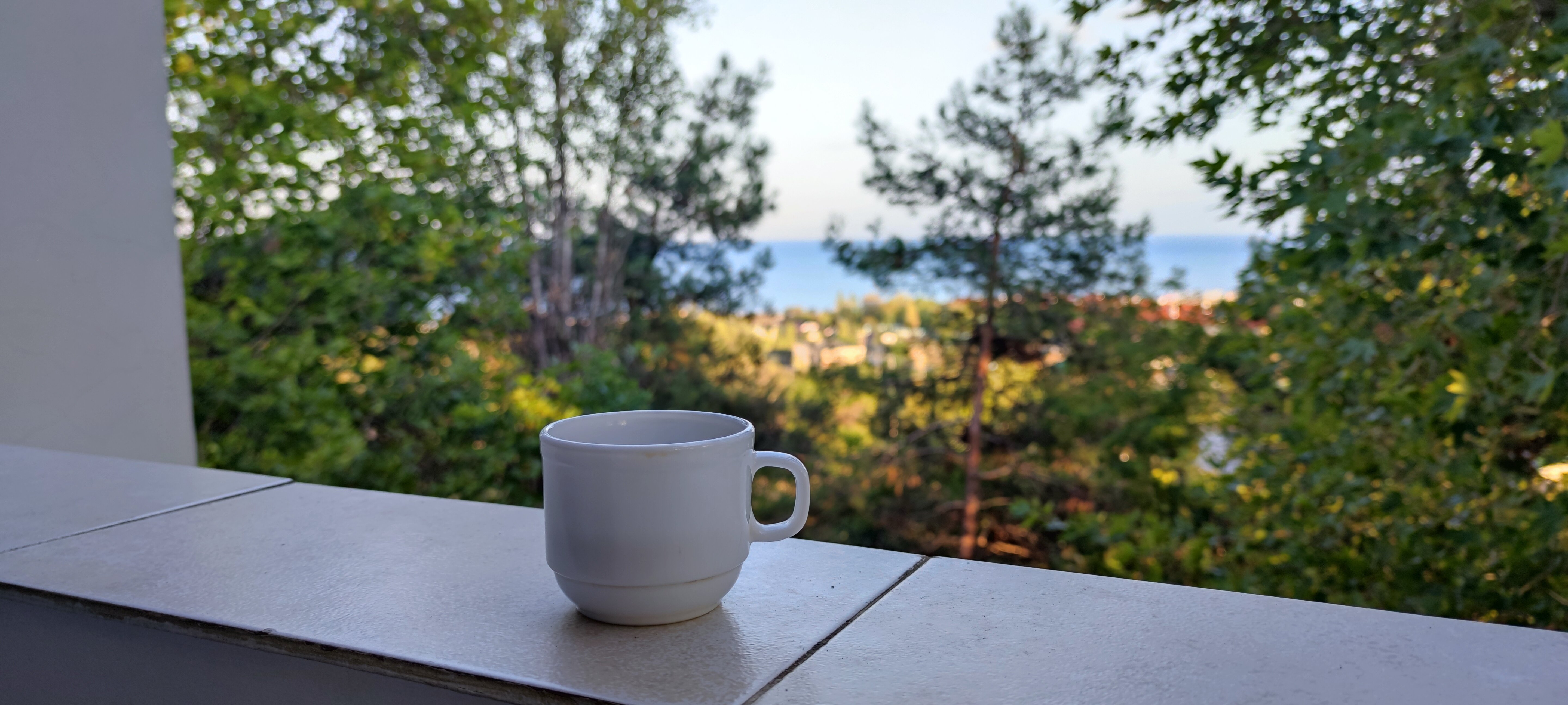 Фото Альбатрос