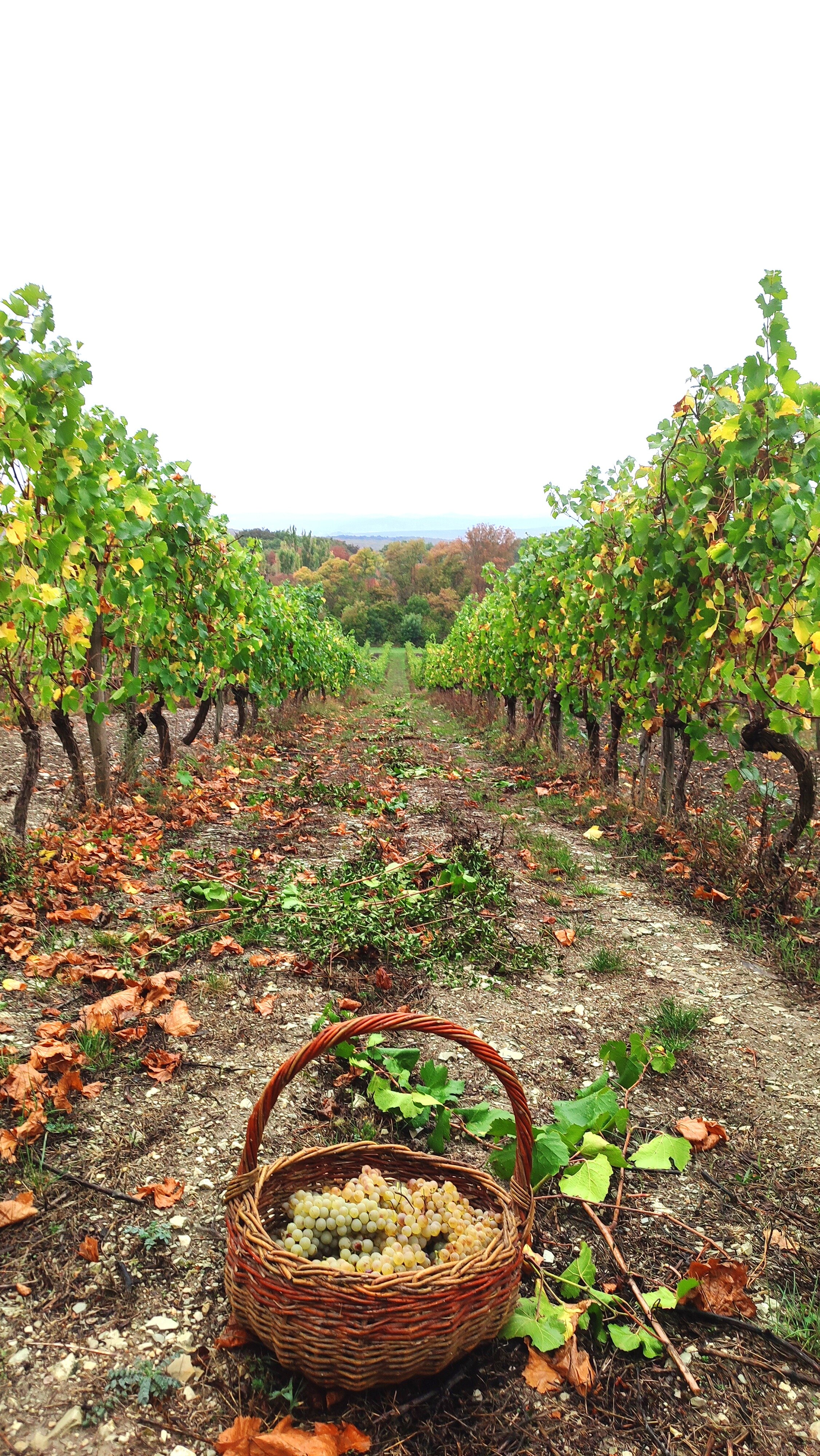 Фото Бюрнье