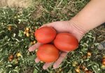 Poltar Tarim (İzmir, Konak, Gaziler Cad., 478), breeding and seed production