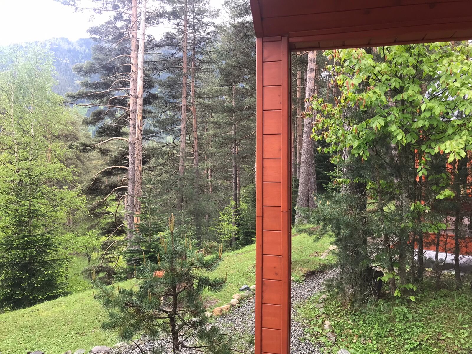 Фото Белый волк