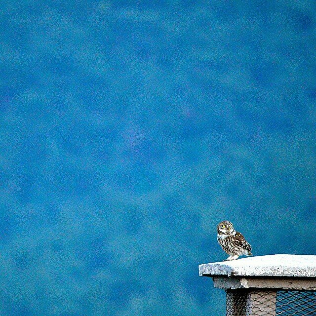 Bookstore Three Owls Bookstore, Kayseri, photo