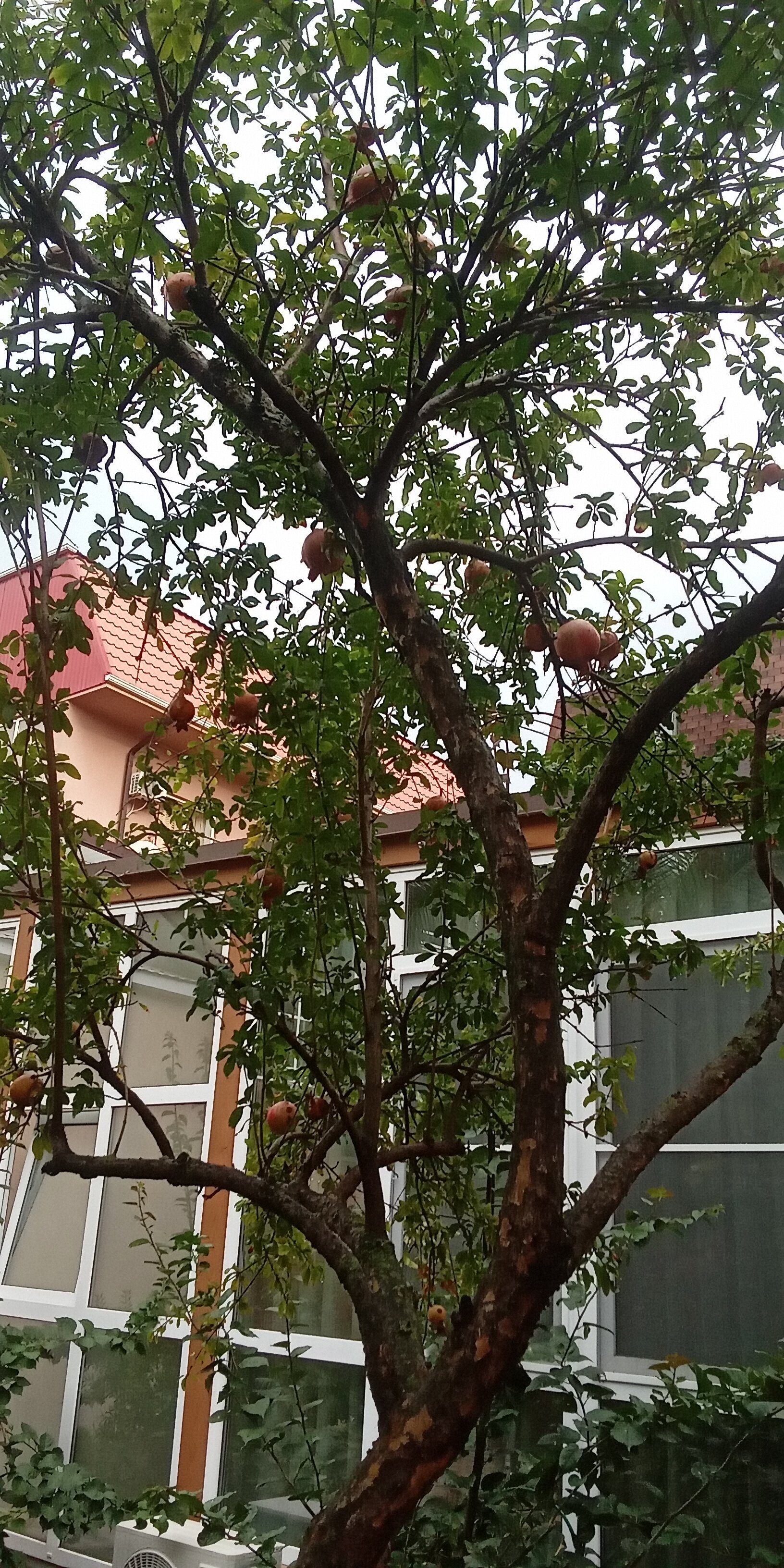 Фото Колибри