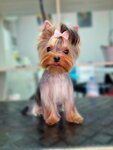 DoggyGroom (Gagarina Microdistrict, Chaikovskogo Street, 45А), pet salon