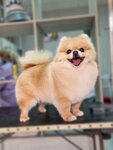 GroomMe (Gagarina Microdistrict, Krasnoarmeyskaya Street, 2А), pet salon