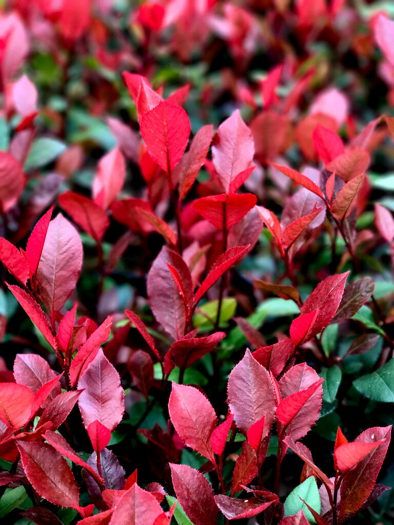 Industrial enterprise Soplant, Bursa, photo