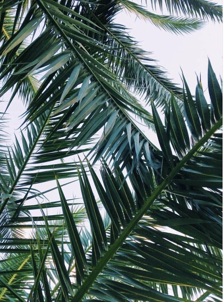 Фото Hotel Due Palme