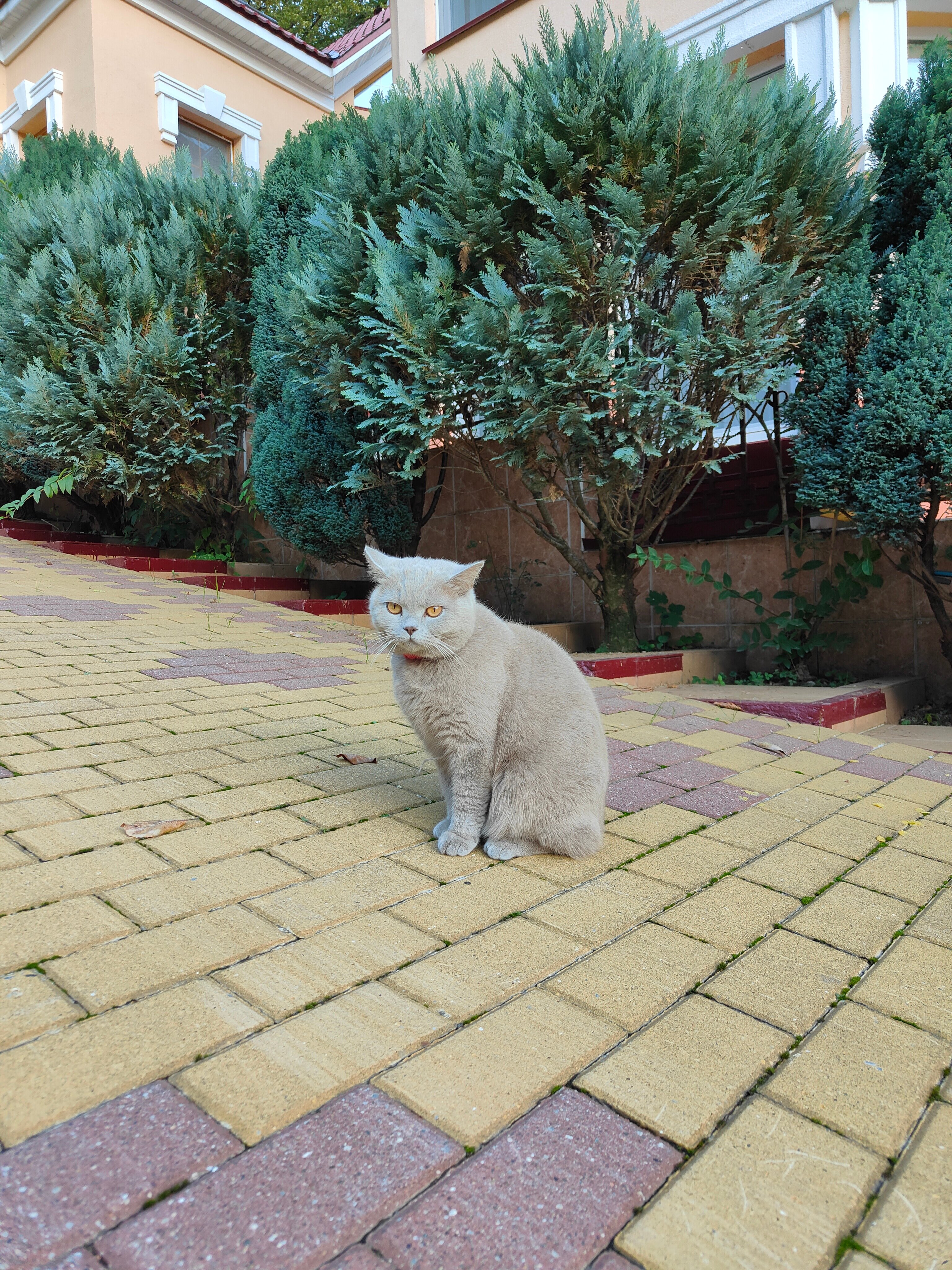 Фото Горный хрусталь