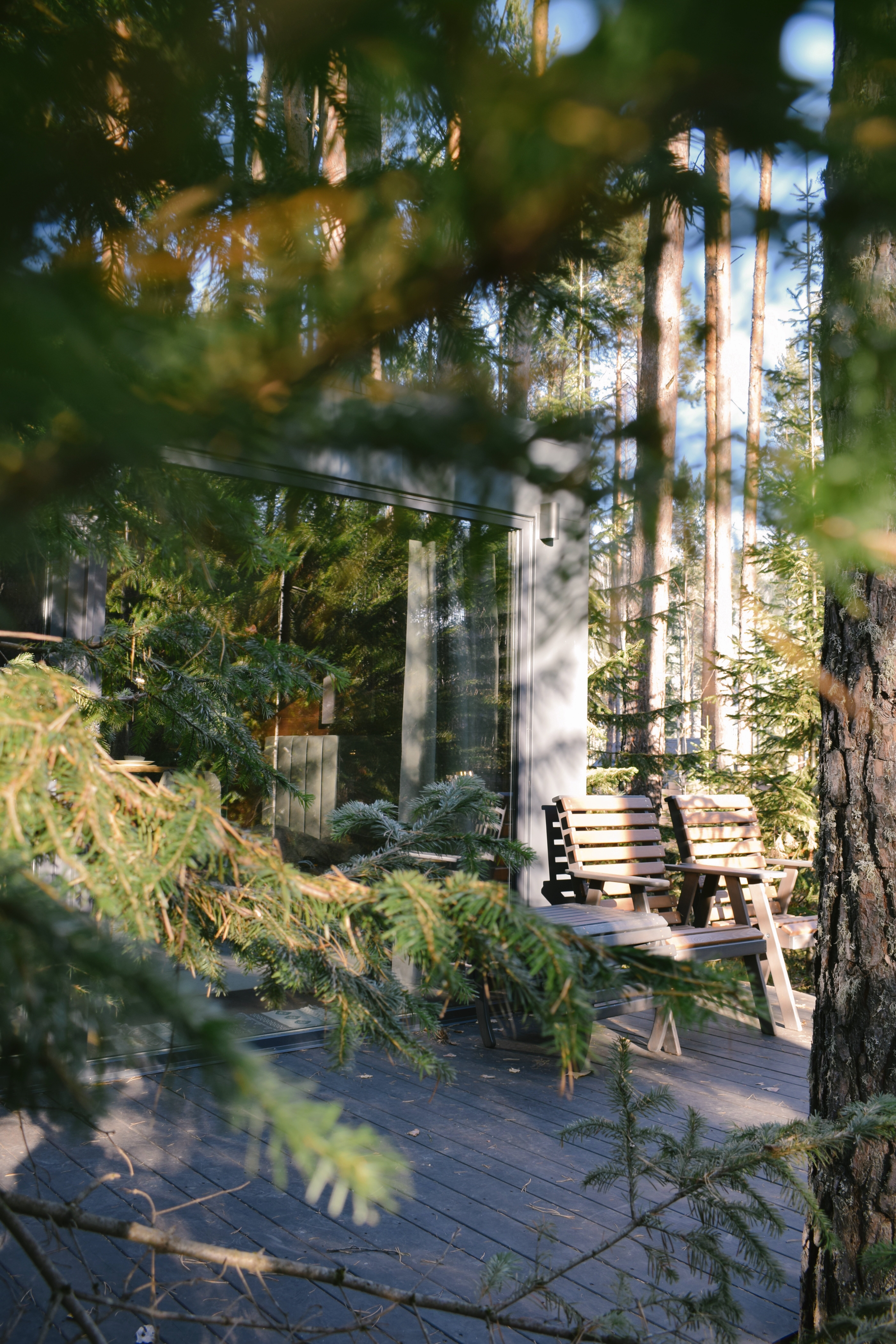 Фото Ёлки да Сосны