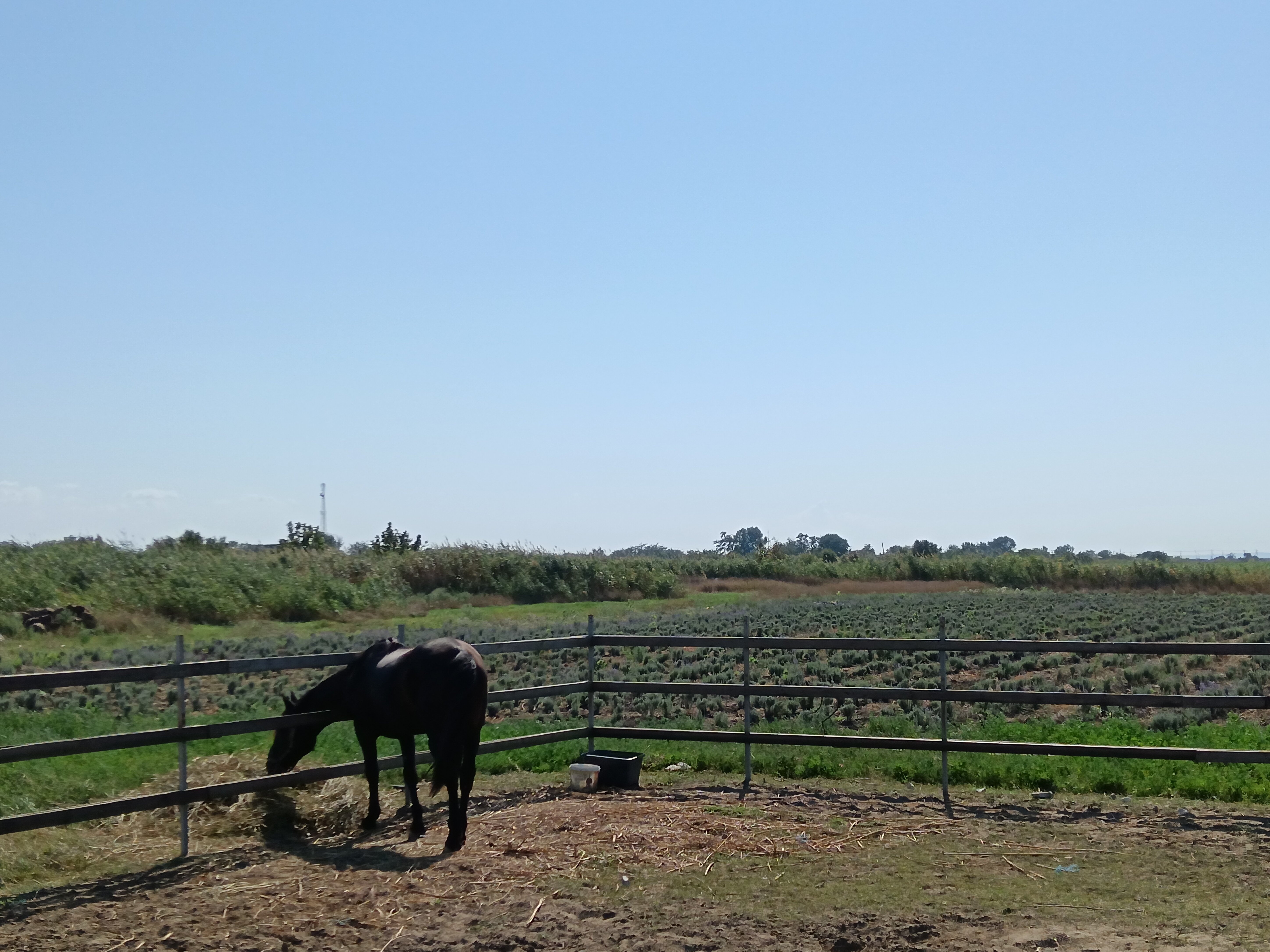 Фото Анастасиевская