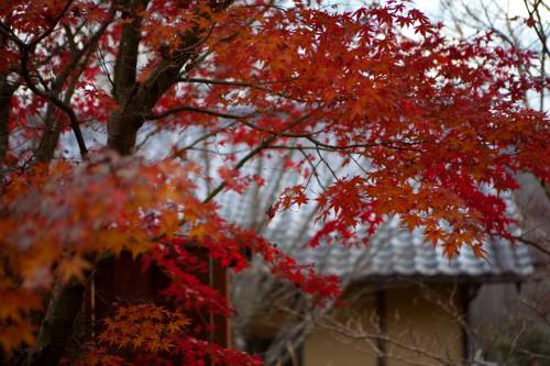 Фото Shukubo Kawaseminosho