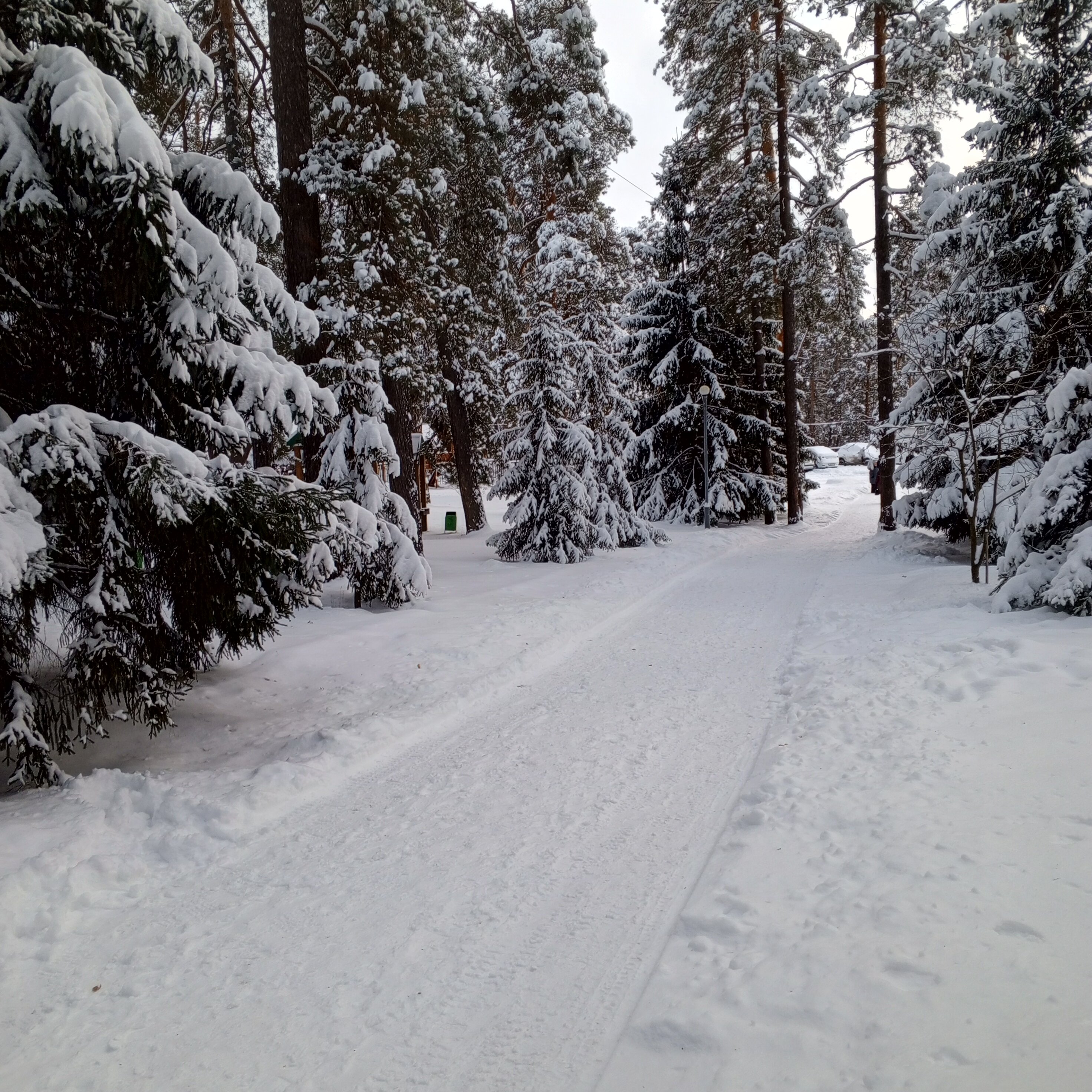 Фото Сосновый бор