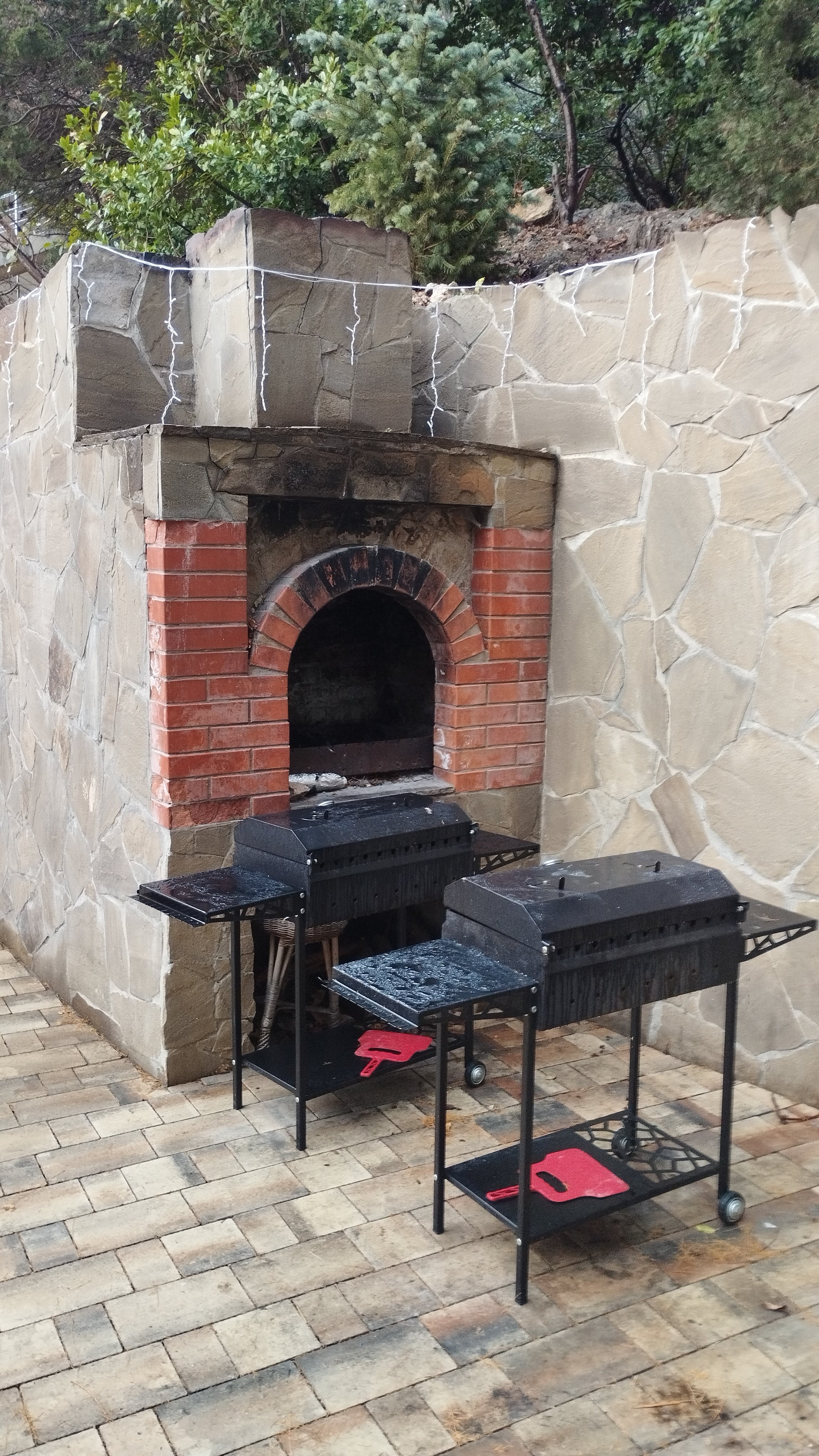 Фото Южный Кедр